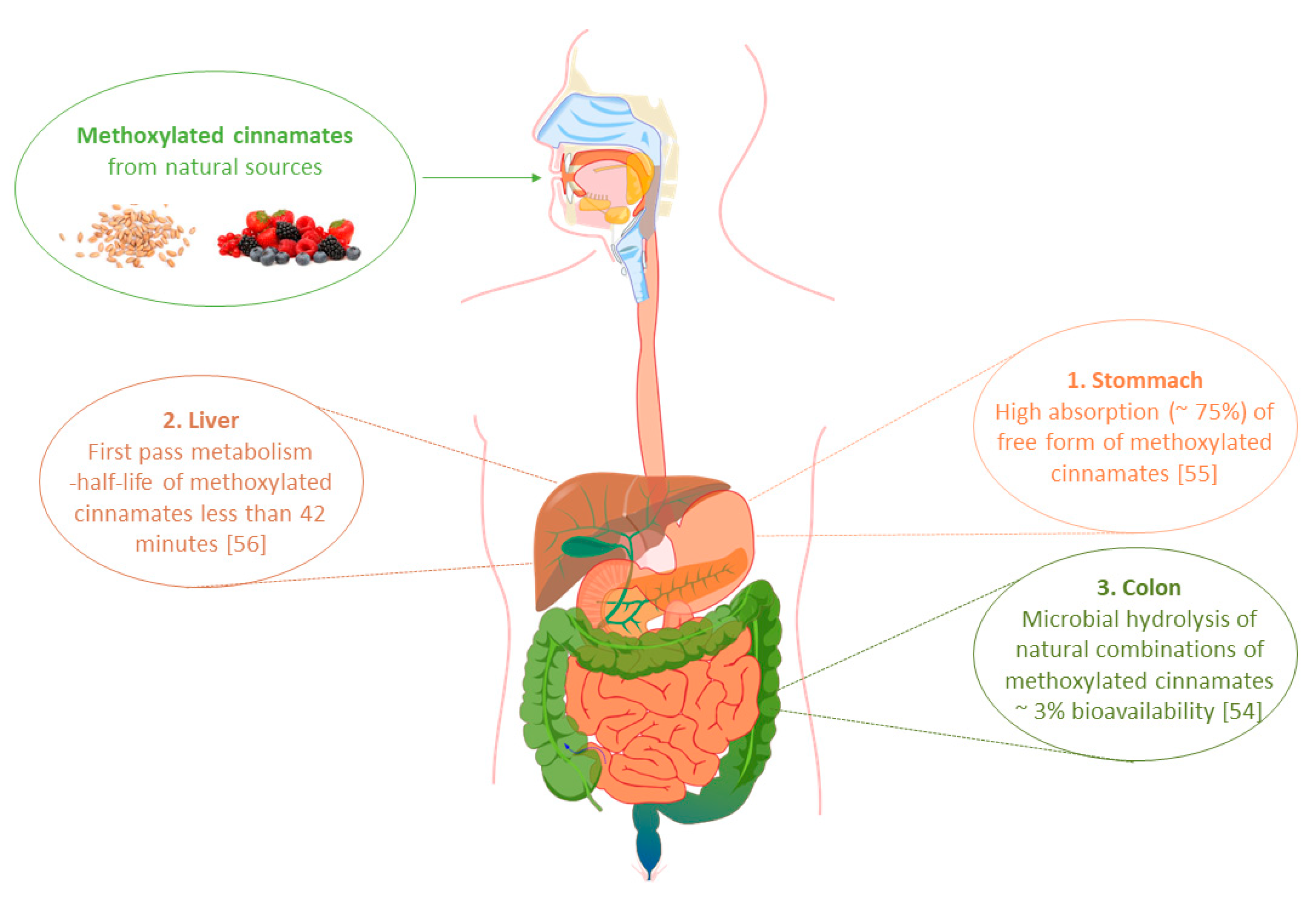 Foods Free Full Text Biological Properties Health Benefits And Enzymatic Modifications Of Dietary Methoxylated Derivatives Of Cinnamic Acid Html