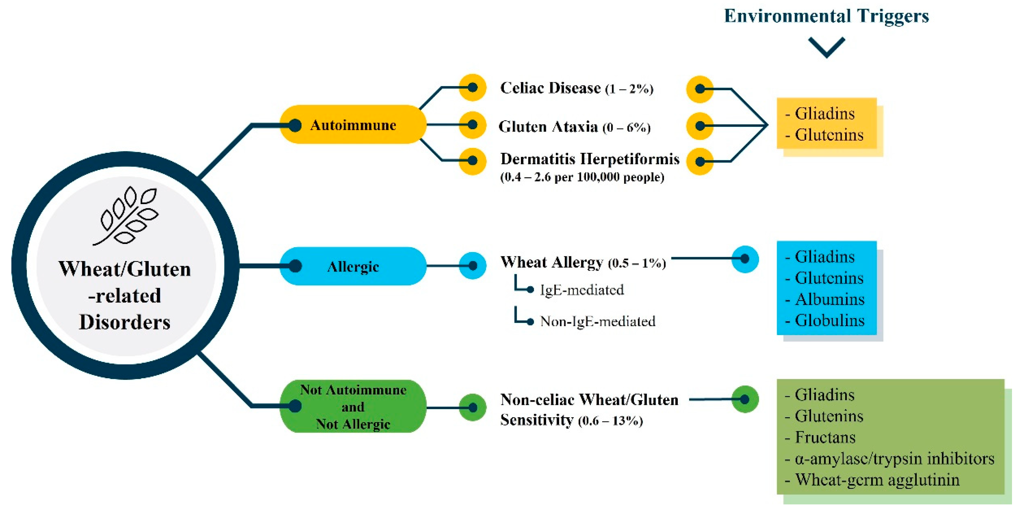 Foods | Free Full-Text | Wheat/Gluten-Related Disorders and Gluten-Free Diet Misconceptions: A Review