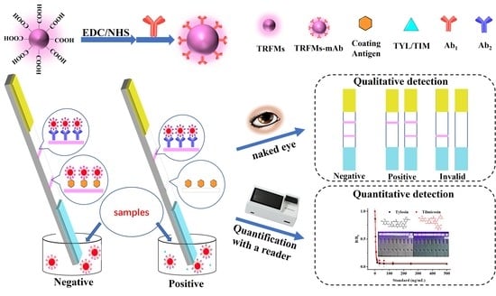 Foods Free Full Text Development Of Time Resolved Fluorescence Immunochromatographic Assays For Simultaneously Detecting Tylosin And Tilmicosin In Milk In Group Screening Manner Html