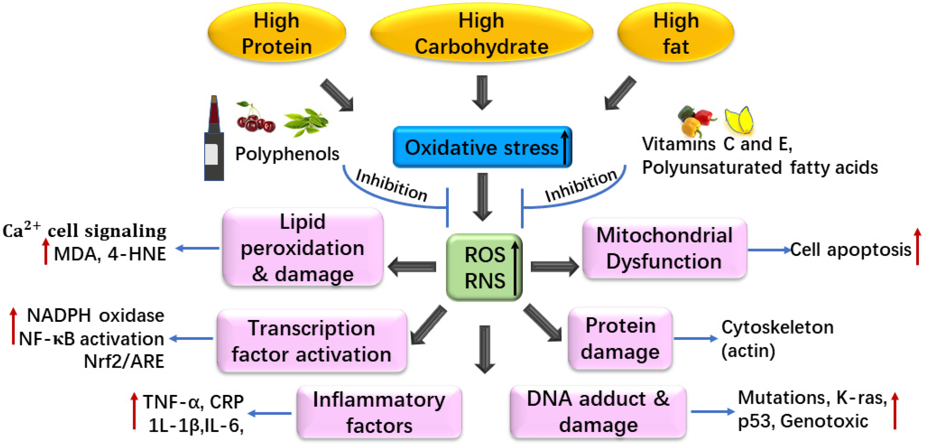 Foods Free Full Text Dietary Regulation Of Oxidative Stress In 