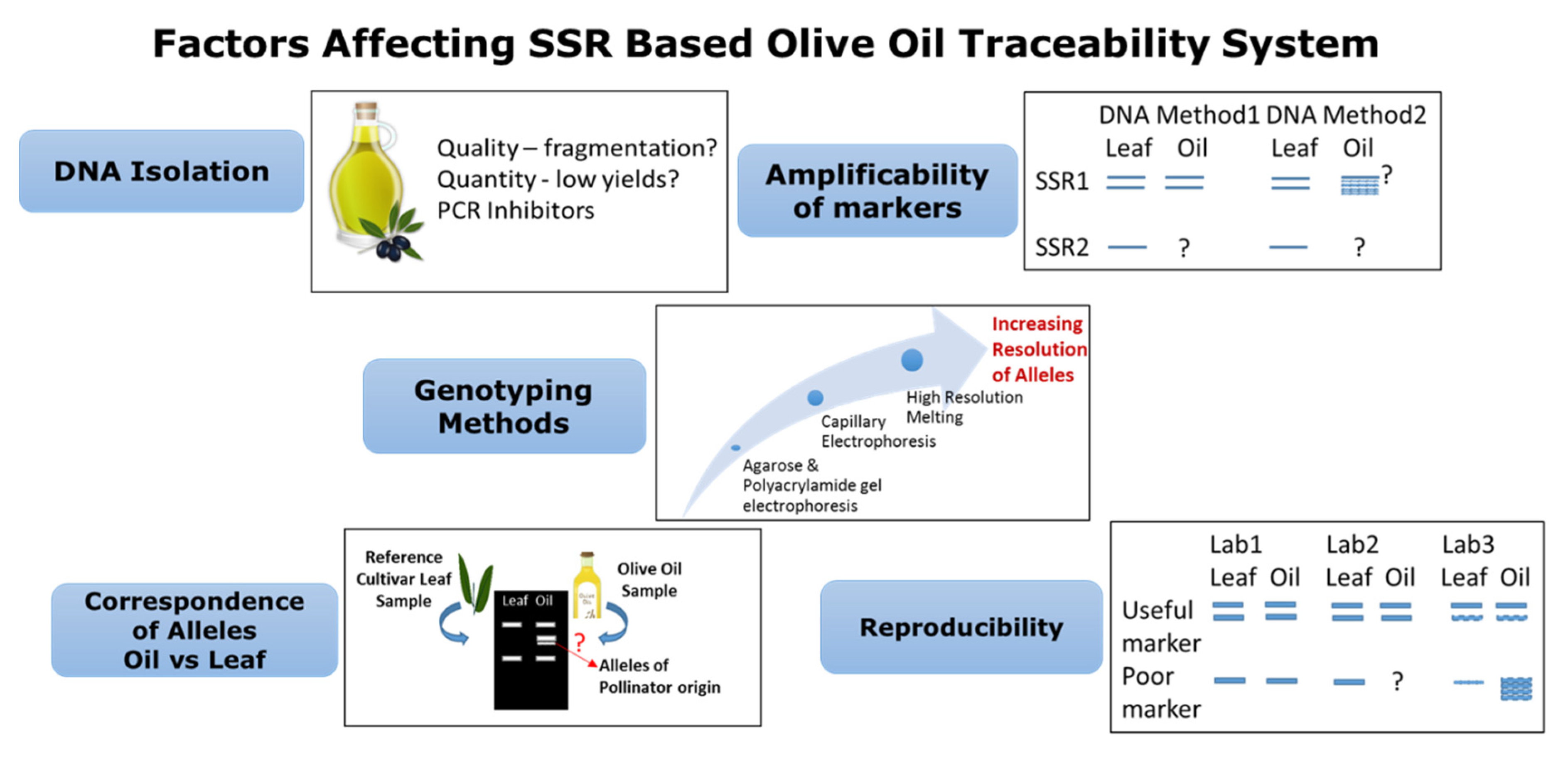 Foods | Free Full-Text | Microsatellite Markers in Olives (Olea europaea  L.): Utility in the Cataloging of Germplasm, Food Authenticity and  Traceability Studies