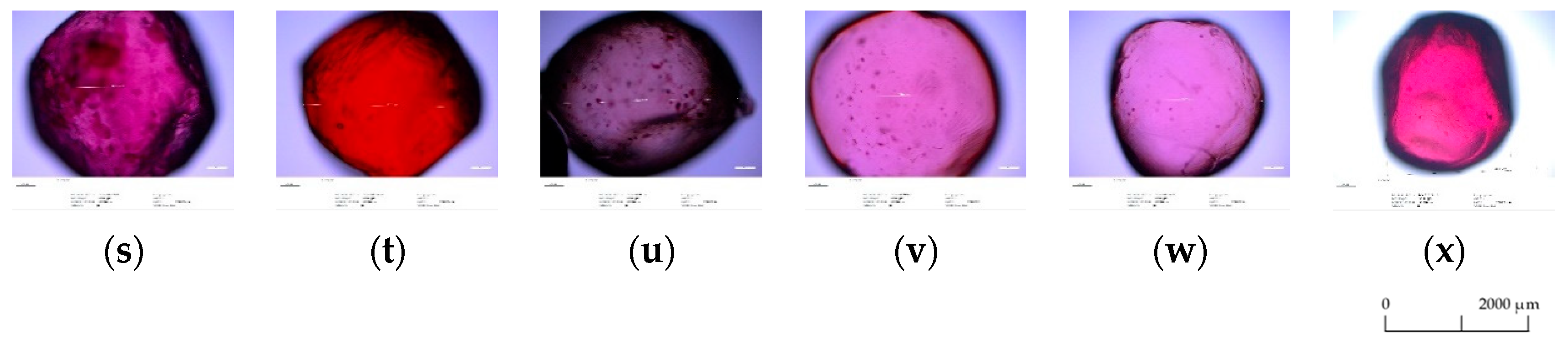Foods 10 01994 g001b