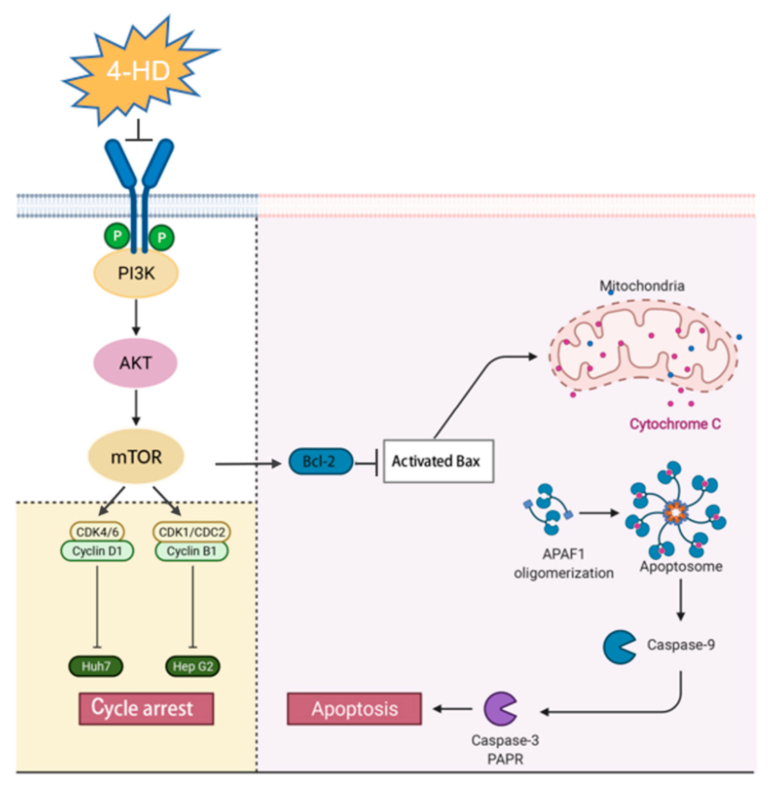 Foods | Free Full-Text | 4-Hydroxyderricin Promotes Apoptosis and Cell ...