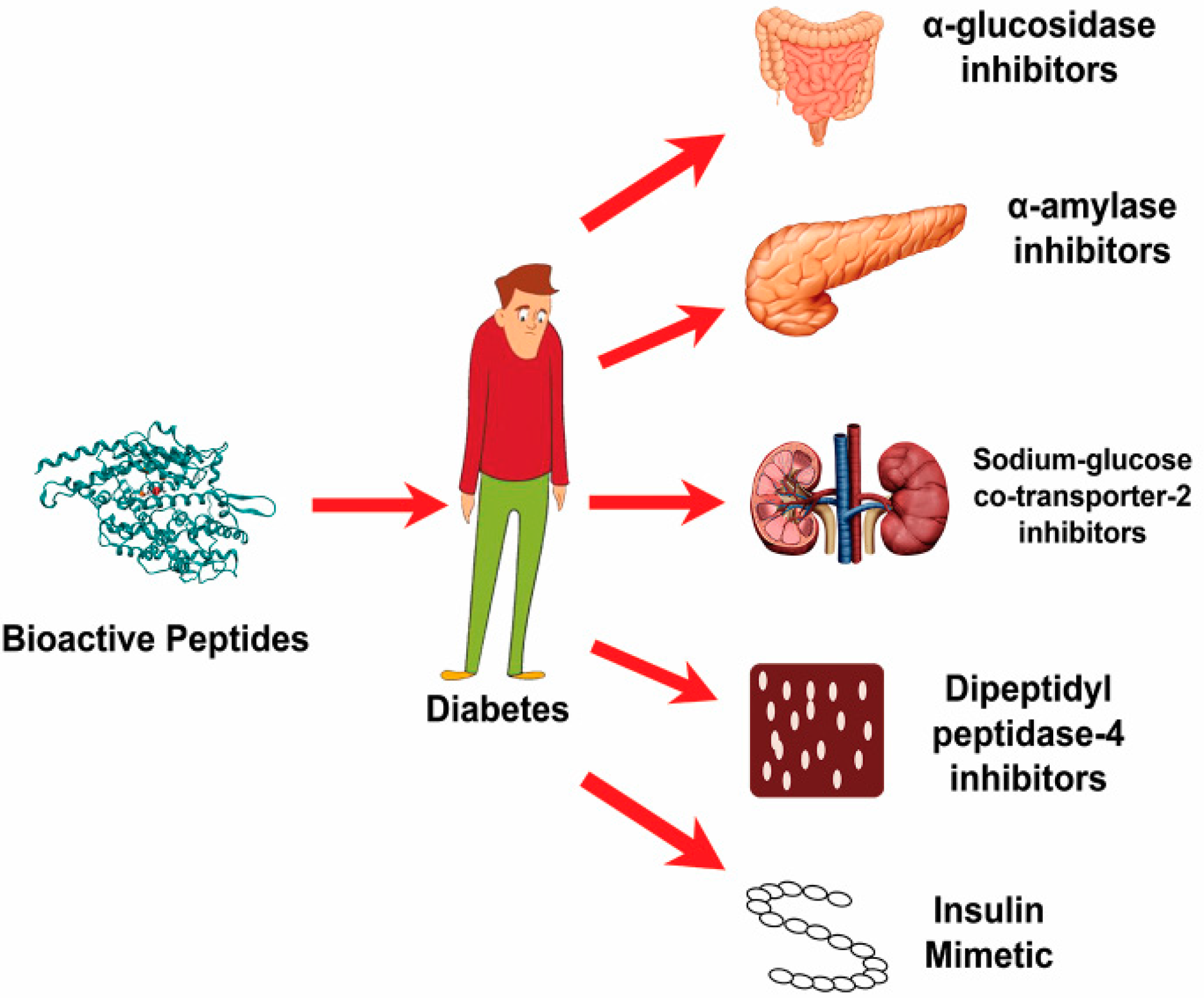 Foods | Free Full-Text | The Role of Bioactive Peptides in Diabetes and ...