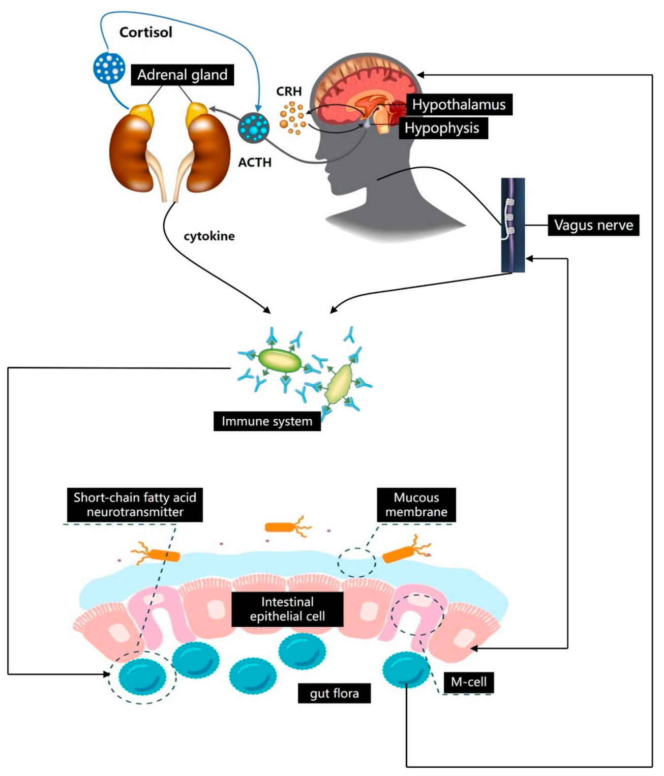 Foods | Free Full-Text | Maintaining the Balance of Intestinal