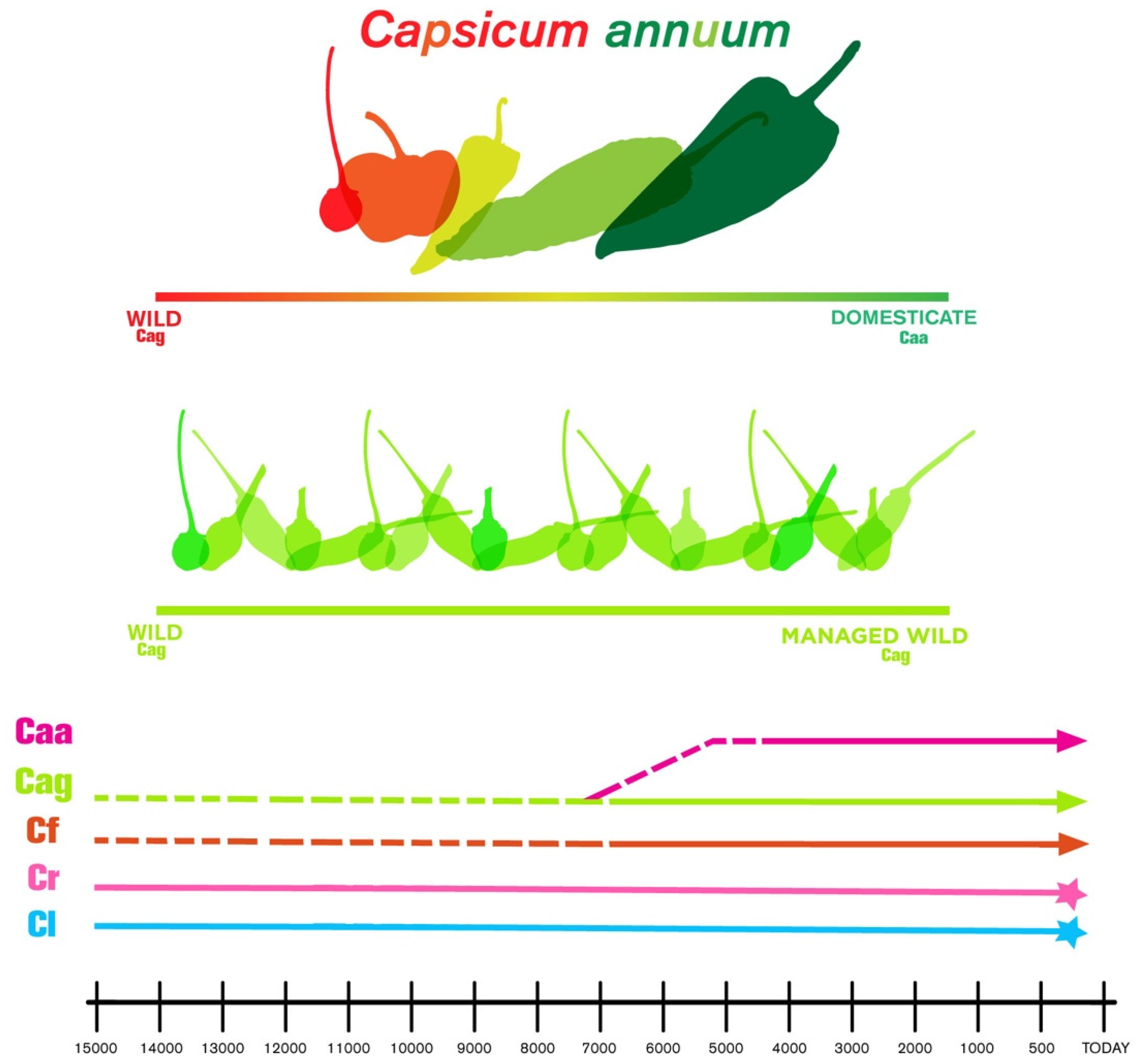 Foods | Free Full-Text | Chile (Capsicum spp.) as Food-Medicine ...