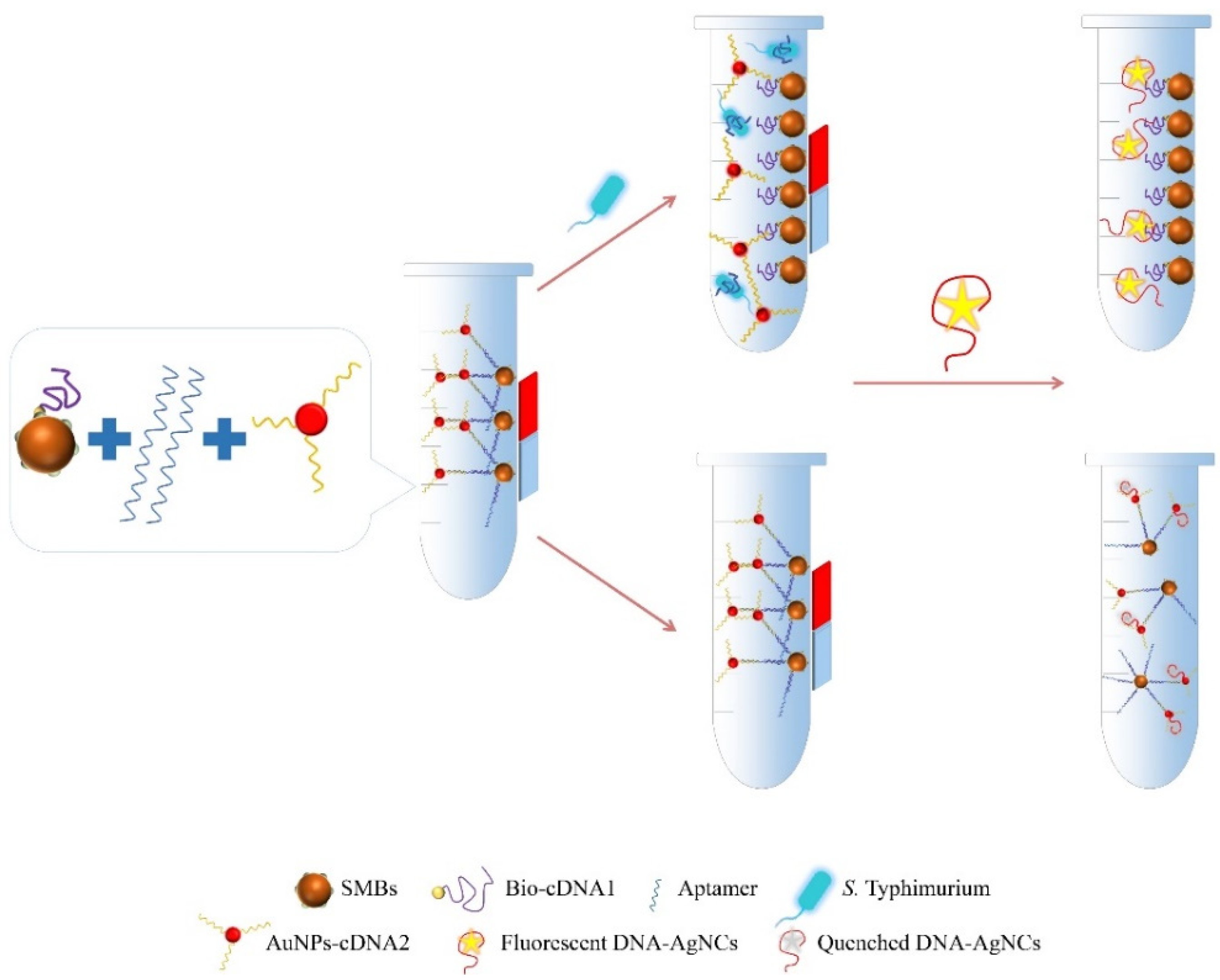 Foods | Free Full-Text | A Novel Fluorescence Aptasensor Based on Magnetic  Beads/Gold Nanoparticles/DNA-Stabilized Silver Nanoclusters for Detection  of Salmonella Typhimurium
