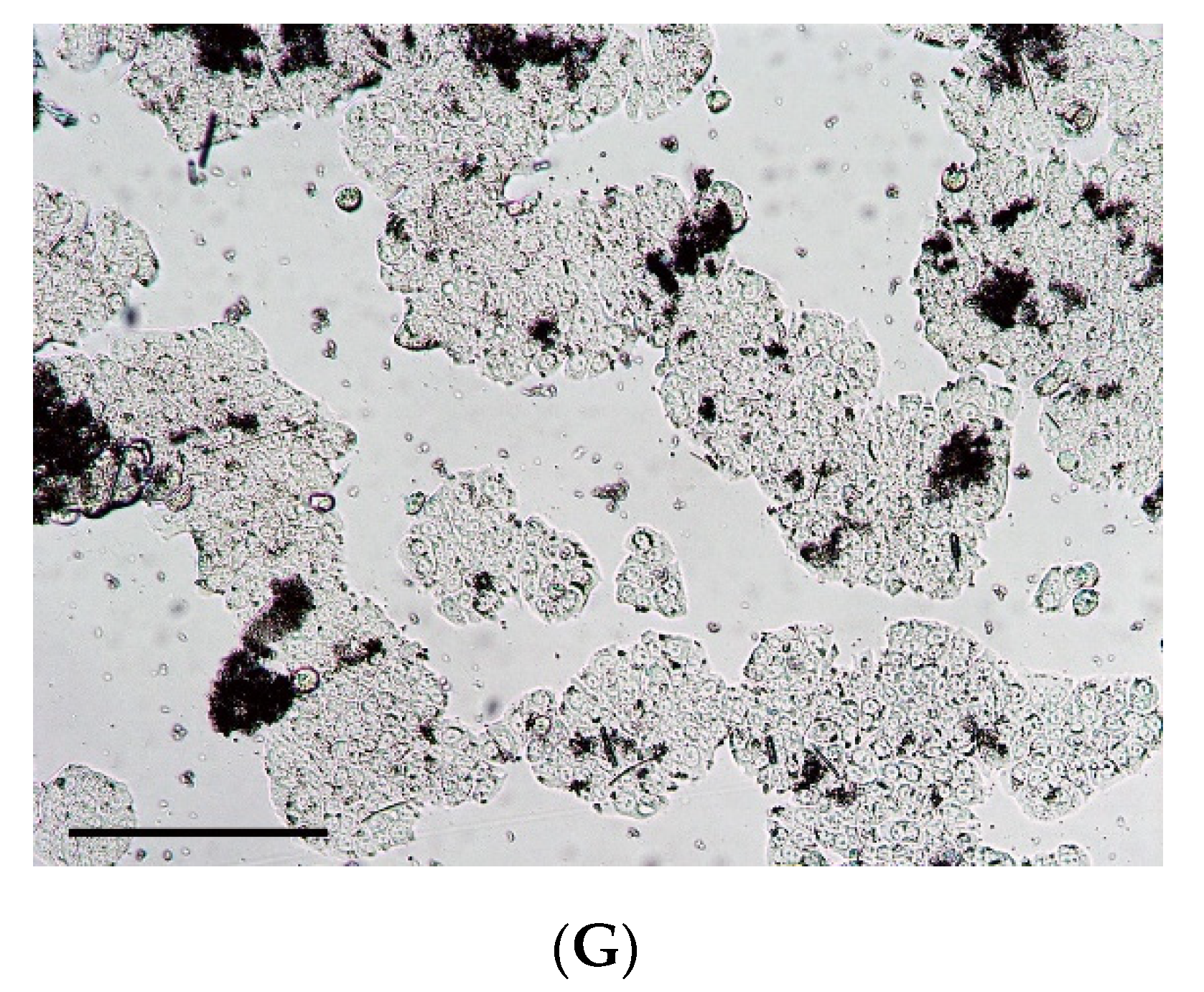 https://www.mdpi.com/foods/foods-11-00745/article_deploy/html/images/foods-11-00745-g004b.png