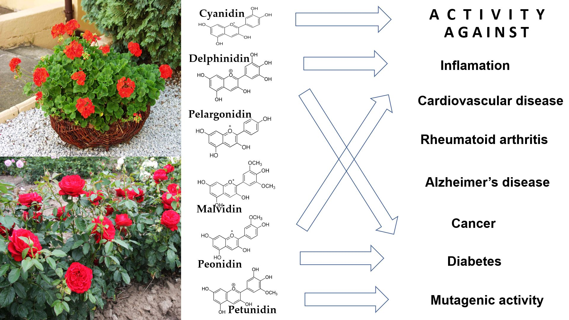 Foods | Free Full-Text | Ornamental Flowers Grown in Human Surroundings as  a Source of Anthocyanins with High Anti-Inflammatory Properties | HTML