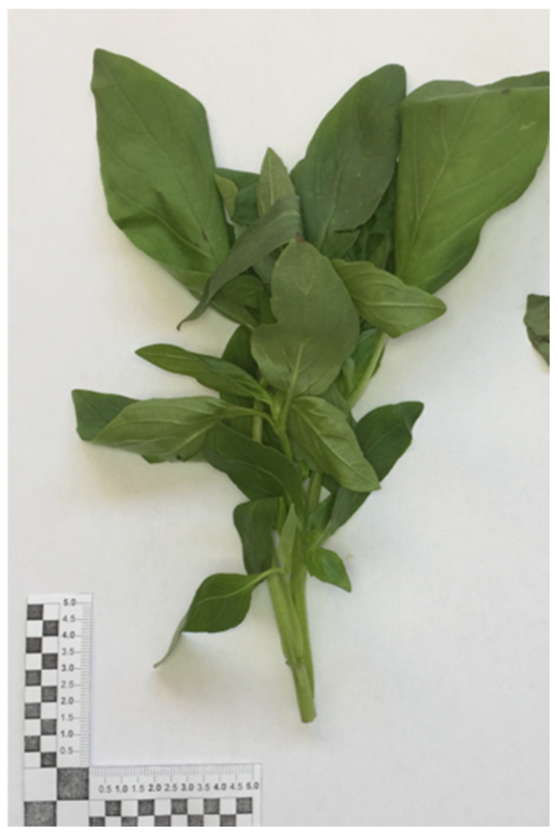 Foods Free Full Text Postharvest Microwave Drying of Basil