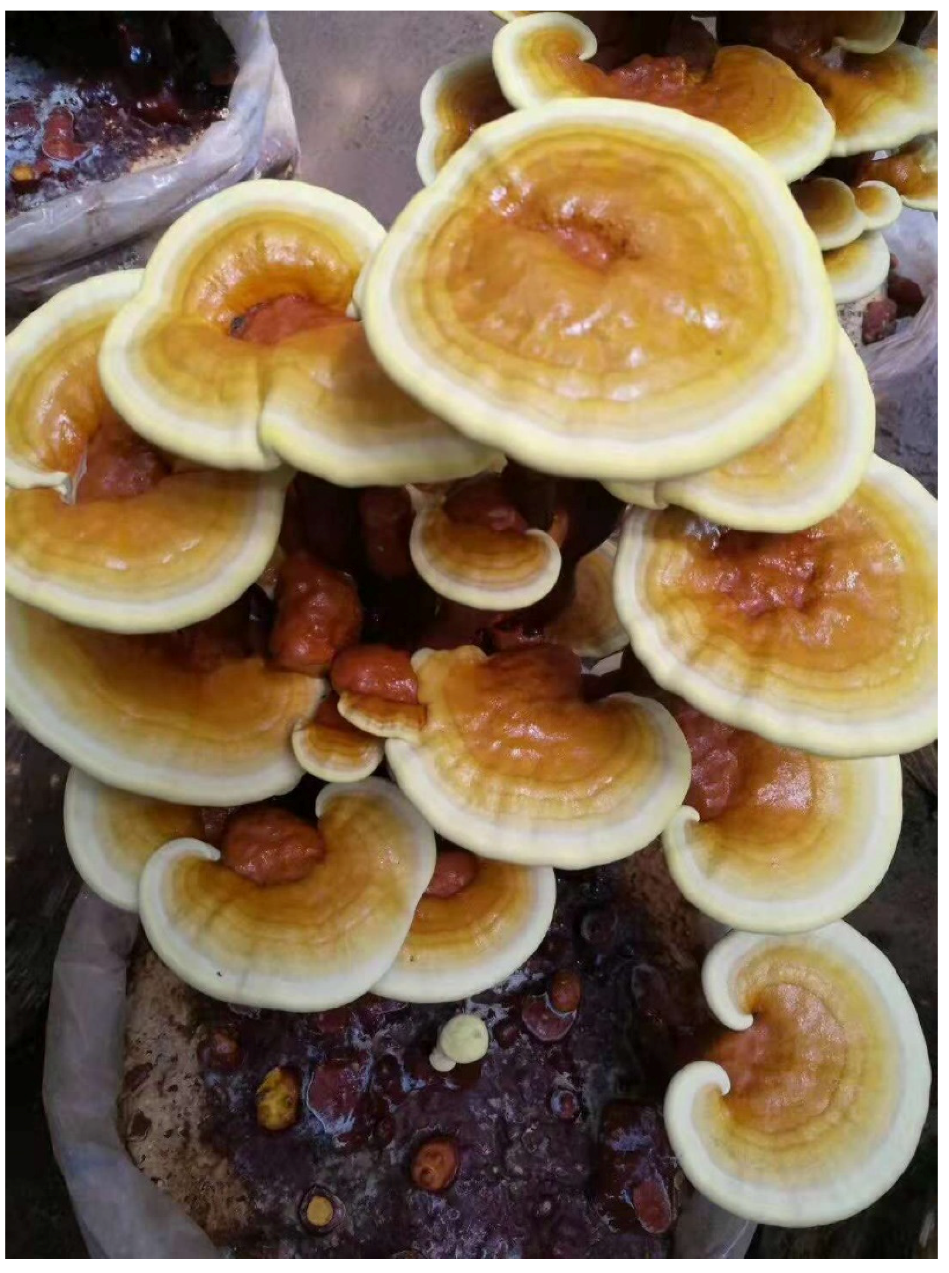 Foods | Free Full-Text | Nutritional Profile and Health Benefits of Ganoderma  lucidum &ldquo;Lingzhi, Reishi, or Mannentake&rdquo; as Functional Foods:  Current Scenario and Future Perspectives