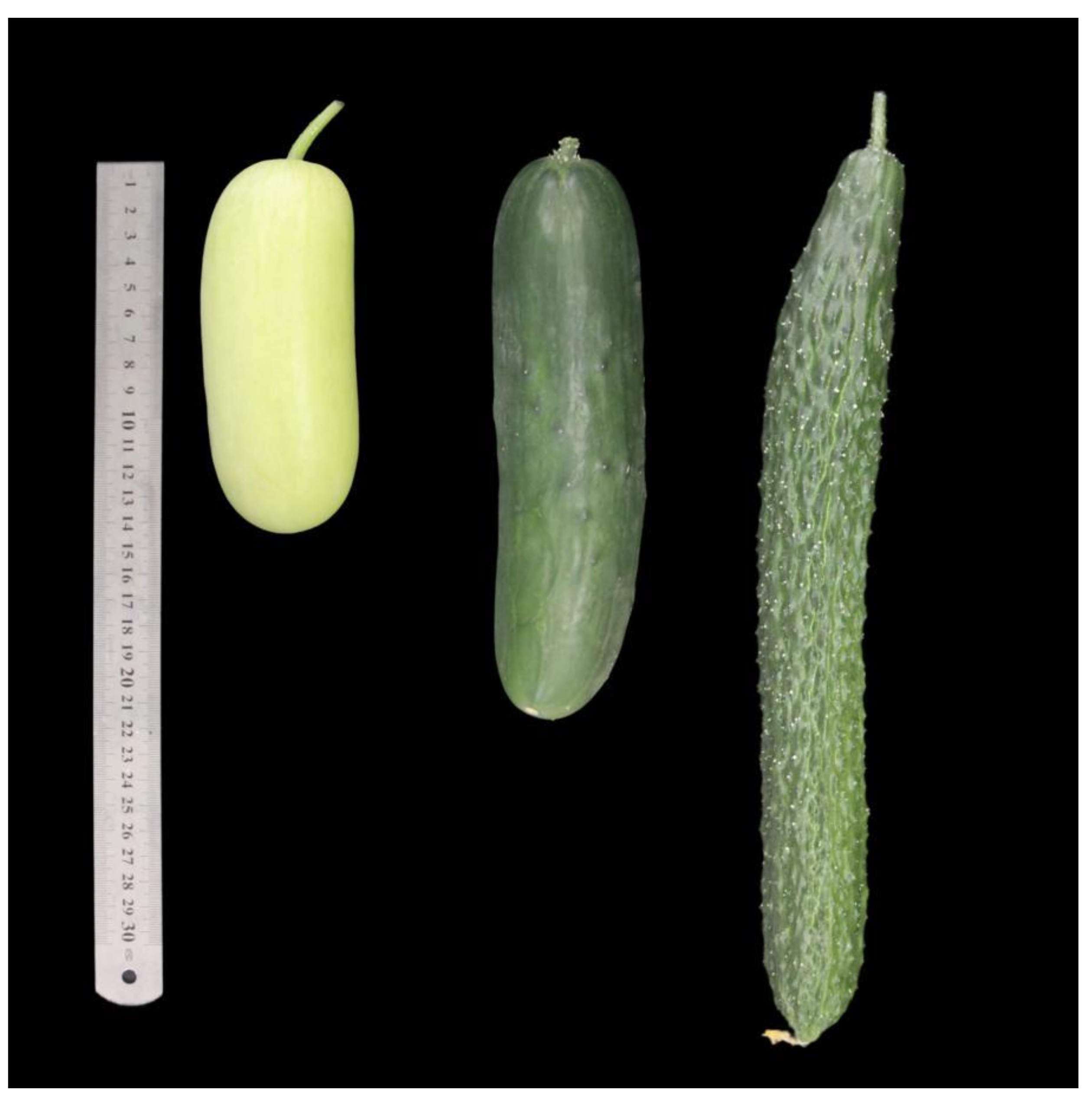 Foods | Free Full-Text | Characterization of Differences in the Composition  and Content of Volatile Compounds in Cucumber Fruit