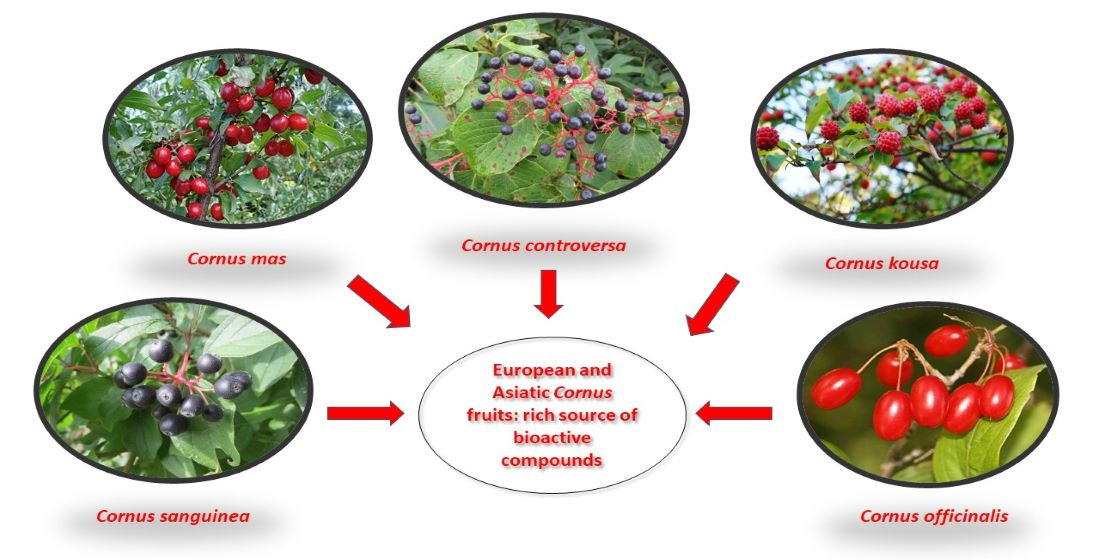 Foods | Free Full-Text | An Overview of Traditional Uses, Phytochemical  Compositions and Biological Activities of Edible Fruits of European and  Asian Cornus Species | HTML
