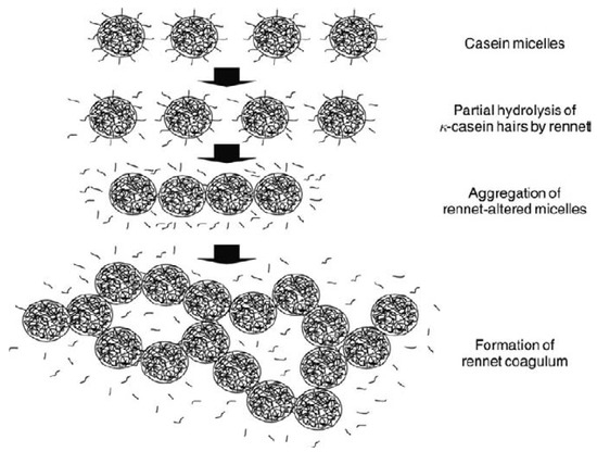 Foods | Free Full-Text | Rennet-Induced Casein Micelle Aggregation Models:  A Review