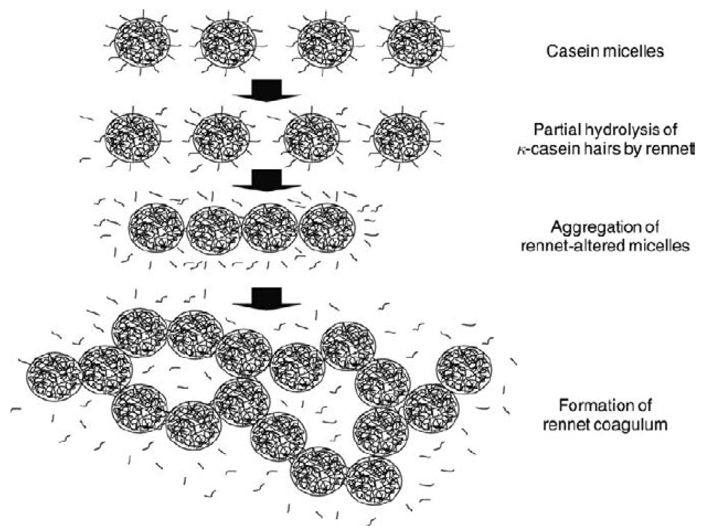 Foods | Free Full-Text | Rennet-Induced Casein Micelle Aggregation Models:  A Review | HTML