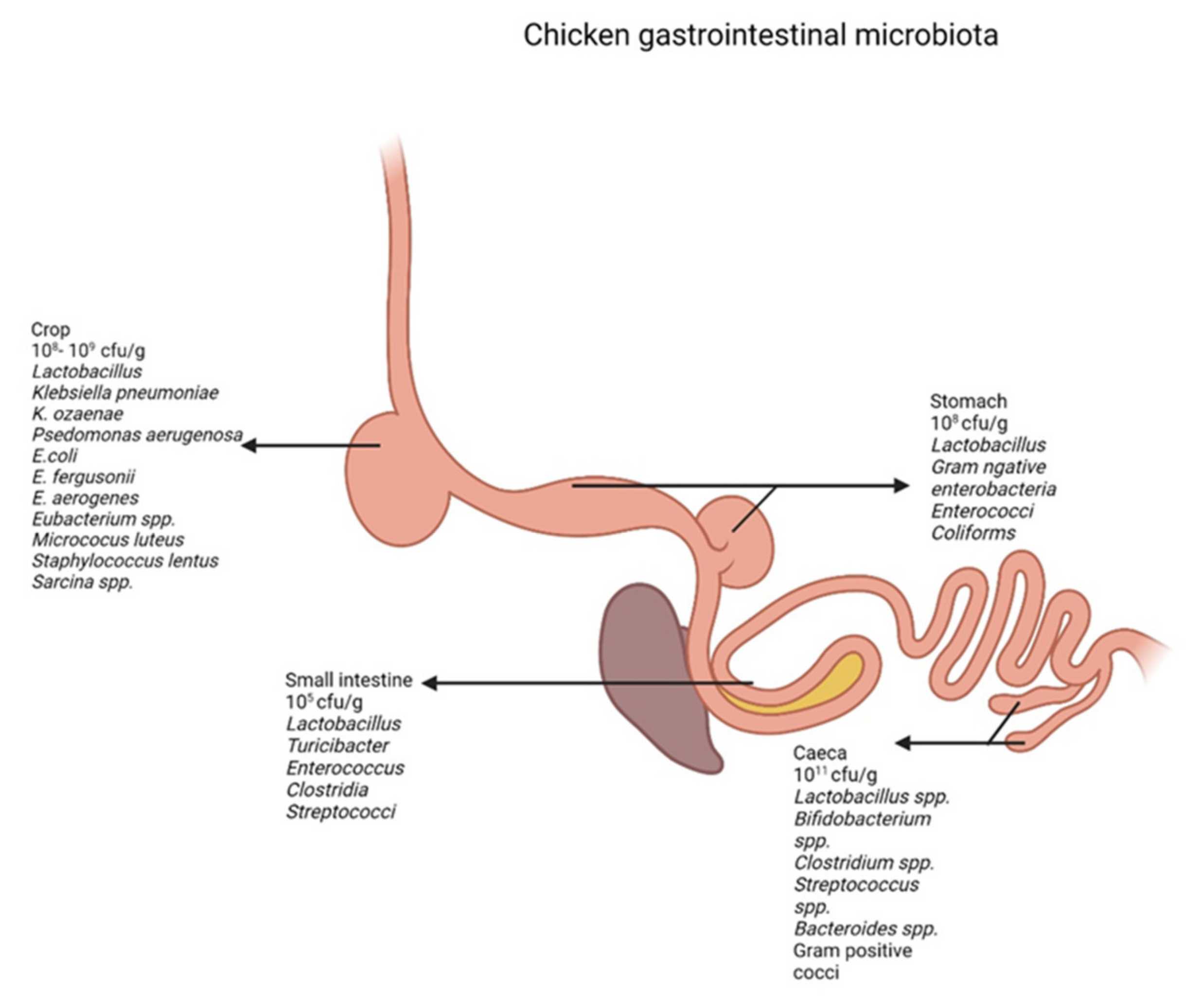Foods | Free Full-Text | Gastrointestinal Microbiota and Their Manipulation  for Improved Growth and Performance in Chickens