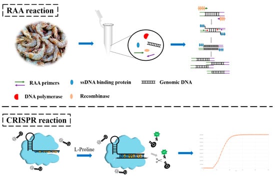 CE–RAA–CRISPR Assay: A Rapid and Sensitive Method for Detecting Vibrio ...