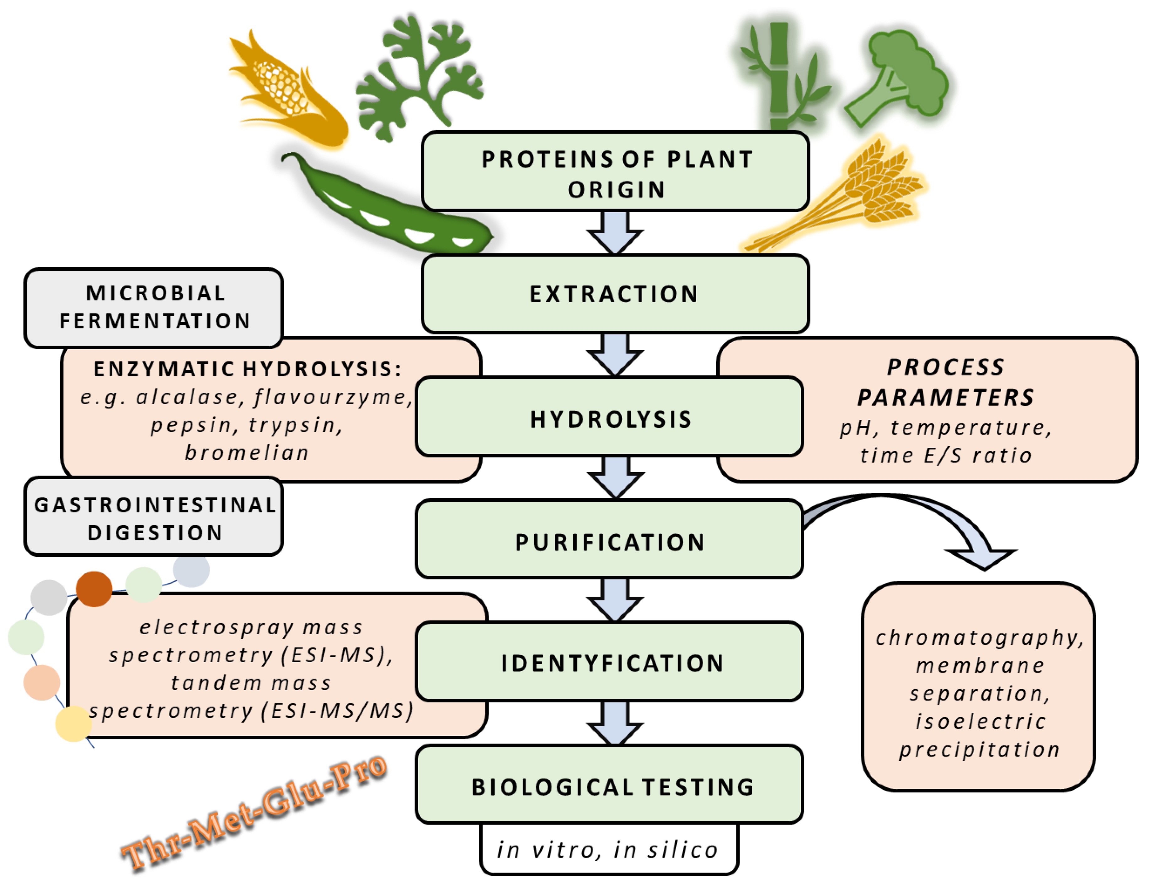 Foods | Free Full-Text | Protein Hydrolysates Derived from Animals and  Plants&mdash;A Review of Production Methods and Antioxidant Activity