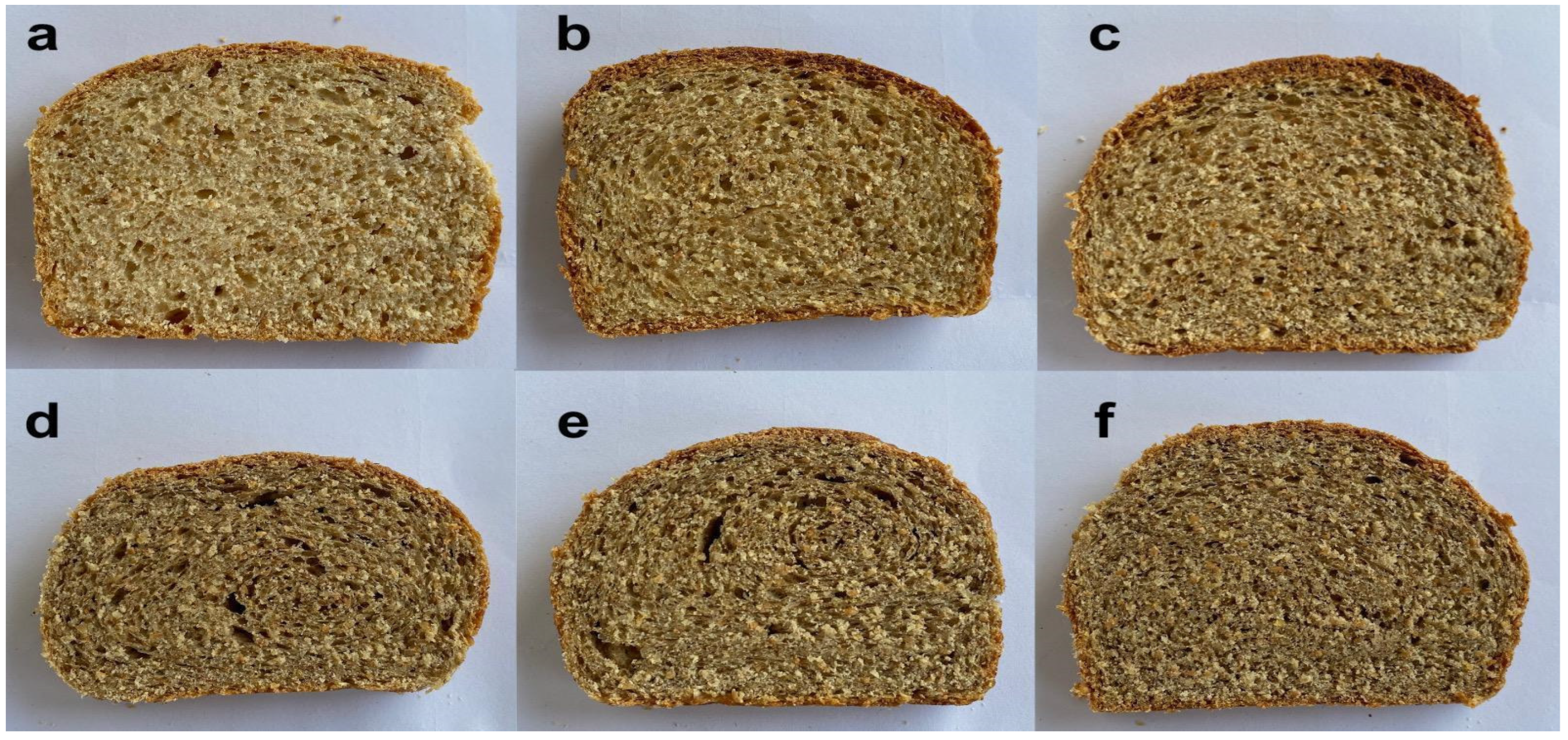 spore formation in bread mould