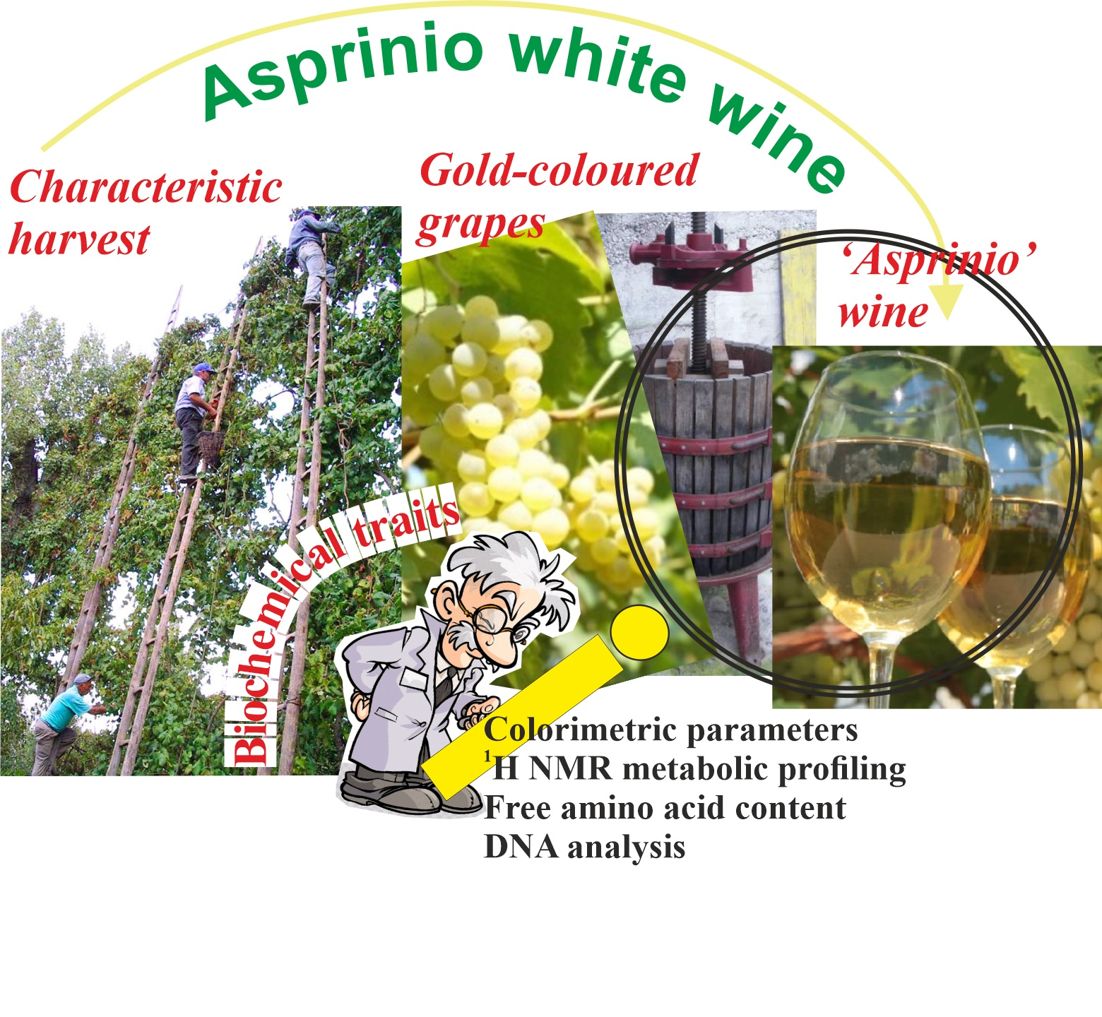 Foods Free Full Text Biochemical Traits 1h Nmr Profile And Residual Dna Content Of Lsquo Asprinio Rsquo White Wine From Campania Region Southern Italy