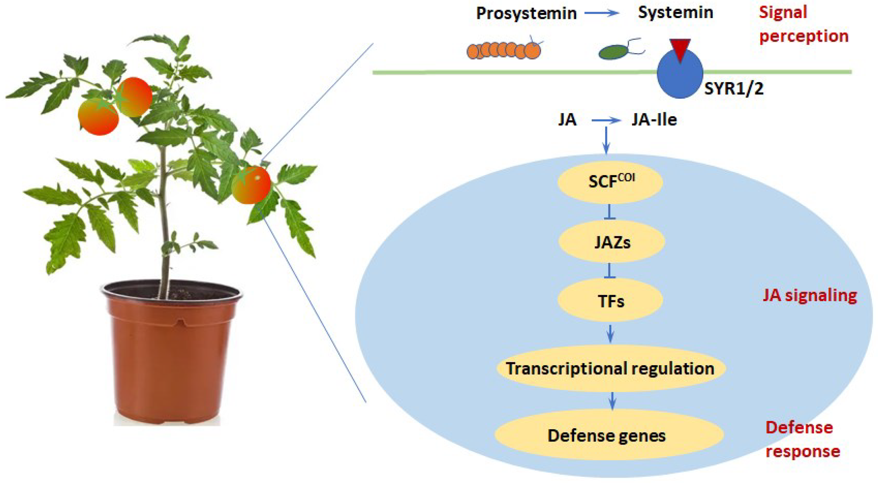 Foods 11 02402 g002 Foods 11 02402 g002
