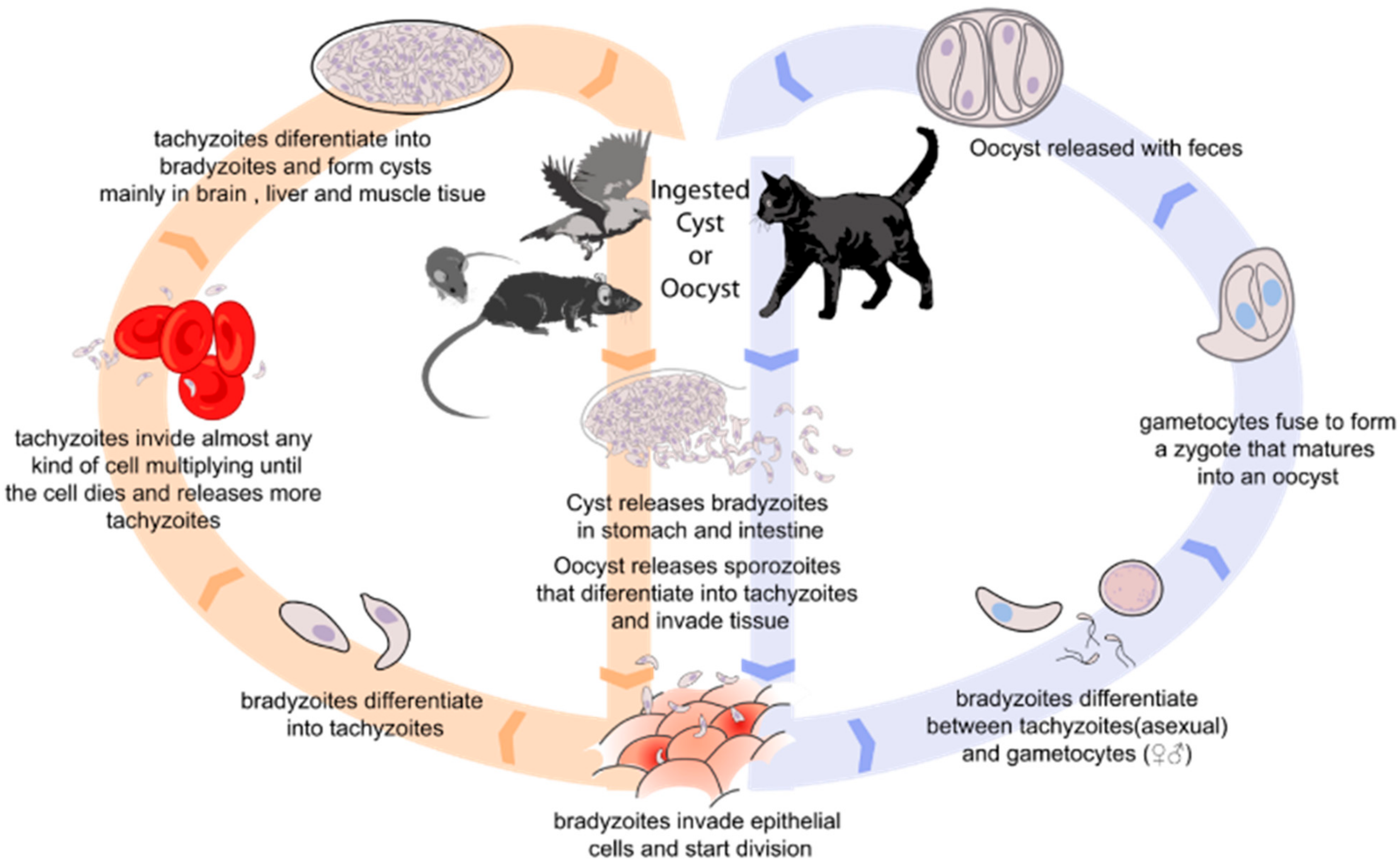 Foods | Free Full-Text | Toxoplasma gondii in Foods: Prevalence, Control,  and Safety