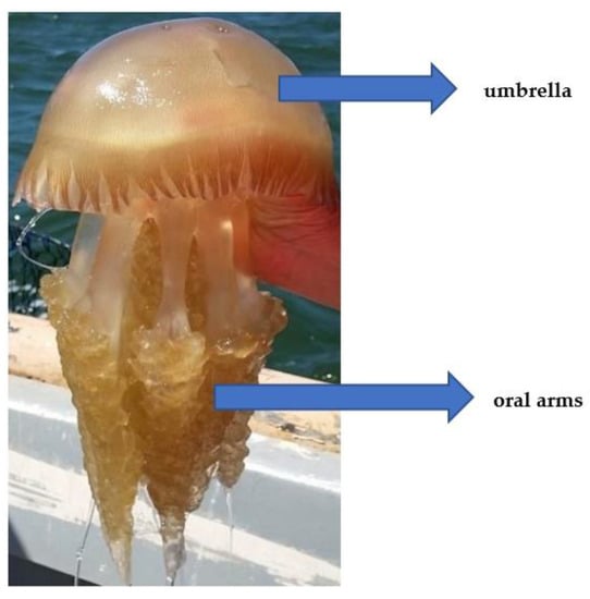 Foods | Free Full-Text | Jellyfish as Food: A Narrative Review