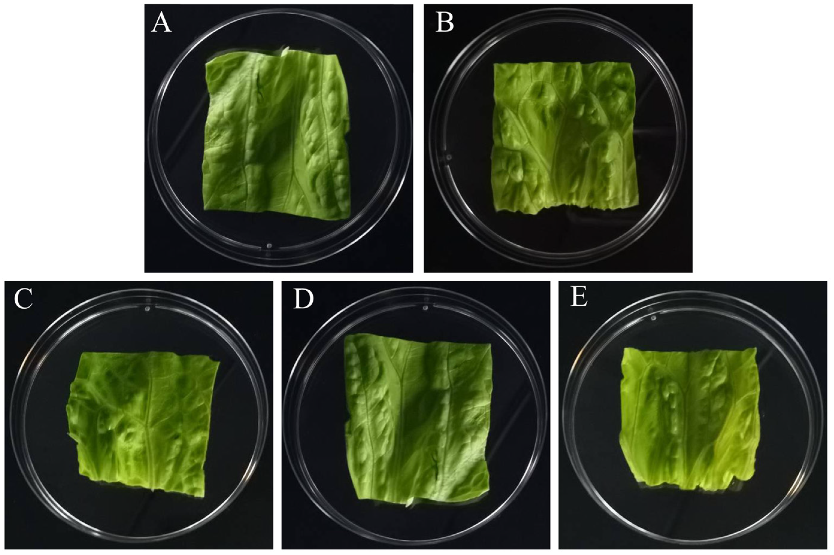Foods 11 03160 g009 Foods 11 03160 g009