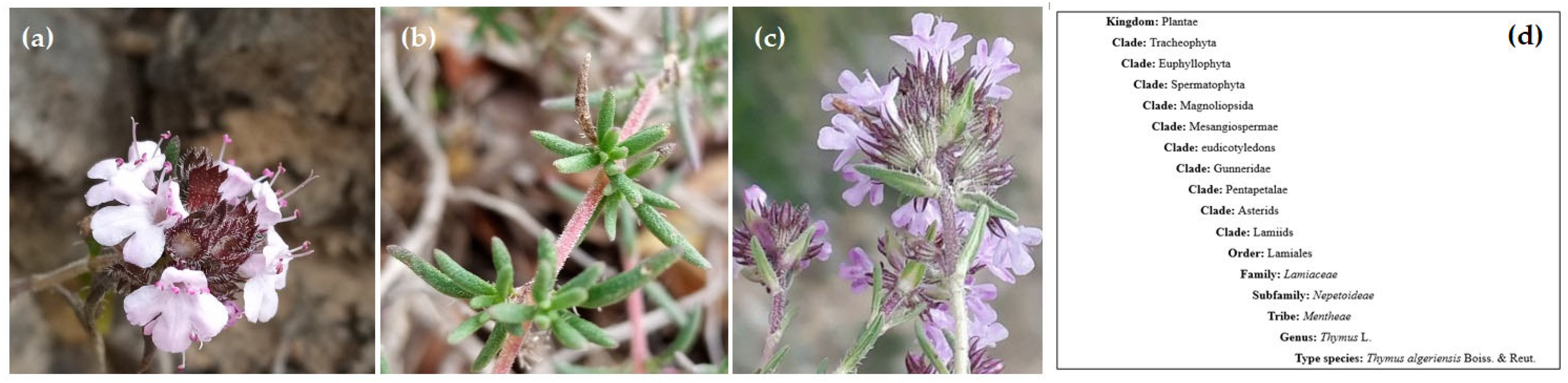 Ronda Rausi Sex Video - Foods | Free Full-Text | Thymus hirtus Willd. ssp. algeriensis Boiss. and  Reut: A Comprehensive Review on Phytochemistry, Bioactivities, and  Health-Enhancing Effects
