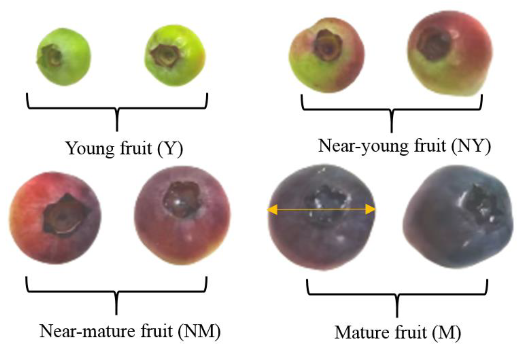 https://www.mdpi.com/foods/foods-11-03347/article_deploy/html/images/foods-11-03347-g001.png