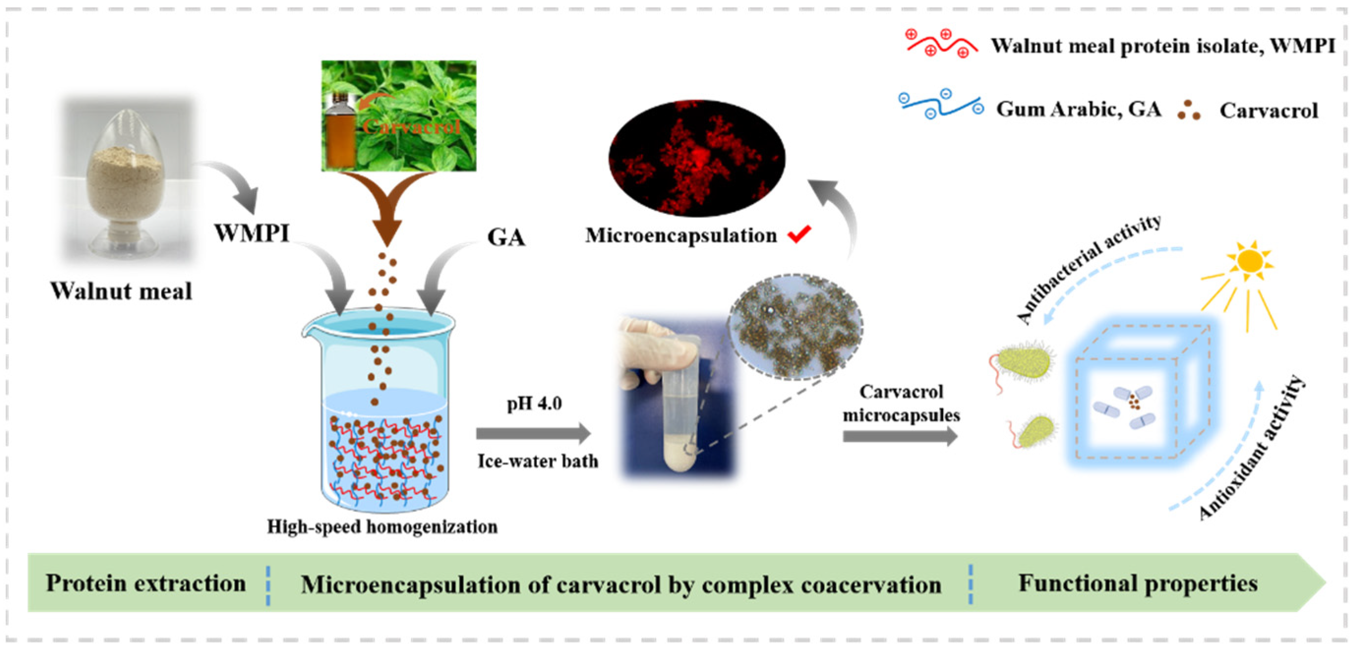 Foods Free FullText Microencapsulation of Carvacrol by Complex