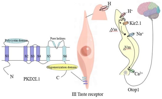 Fruit flies are first known animals that can taste alkaline foods