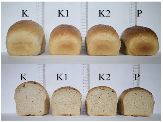 Identify the organism growing on the piece of bread.