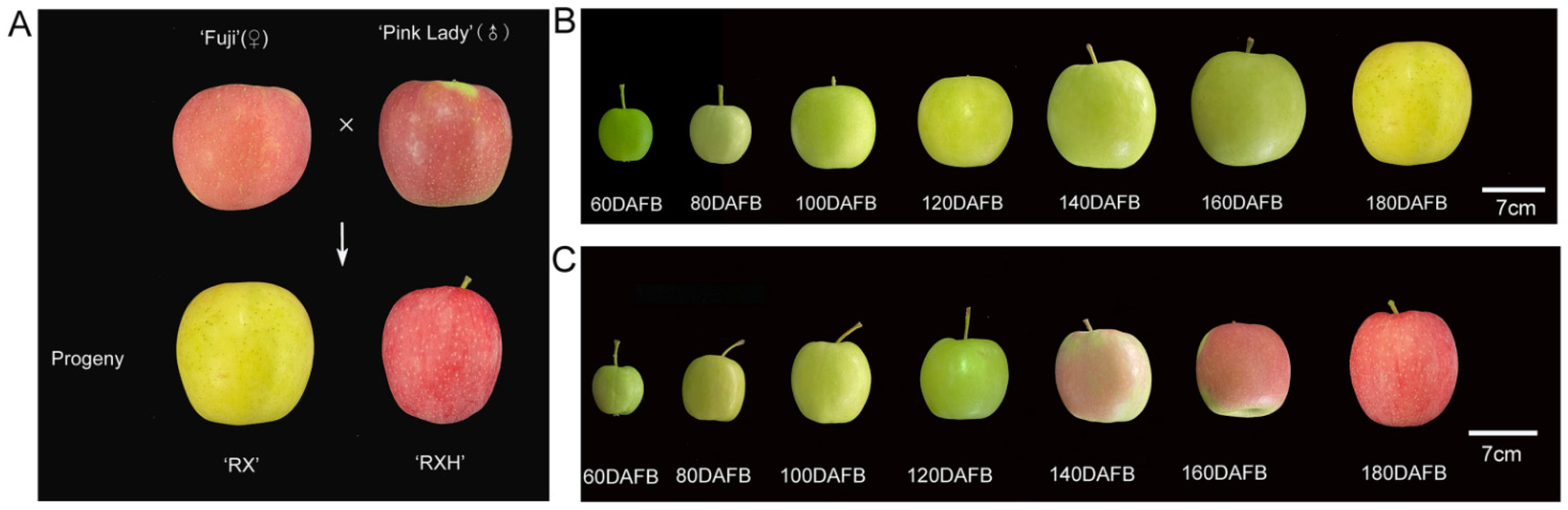 Fruit growth of the three phenotypically different apple varieties. a