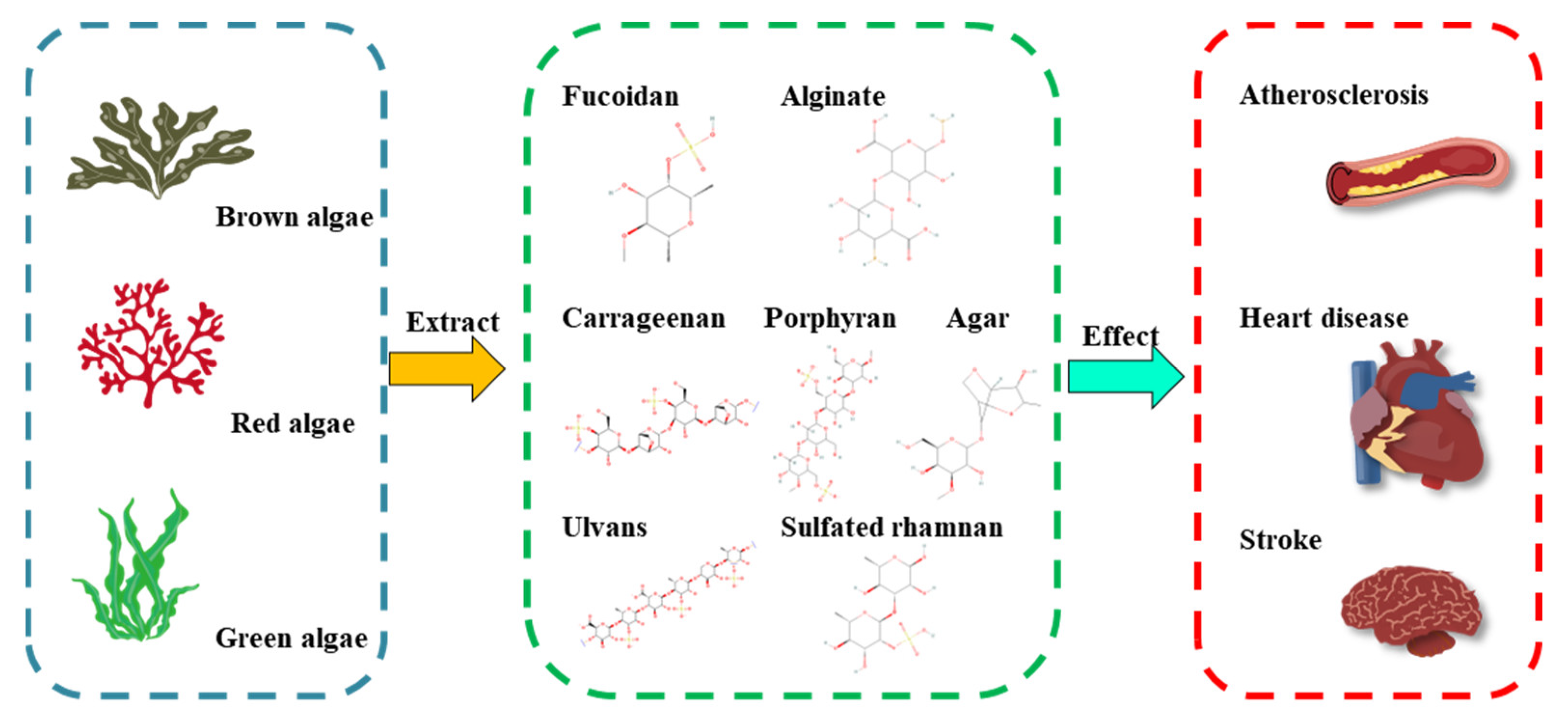 Alginate polysaccharides from Ascophyllum nodosum