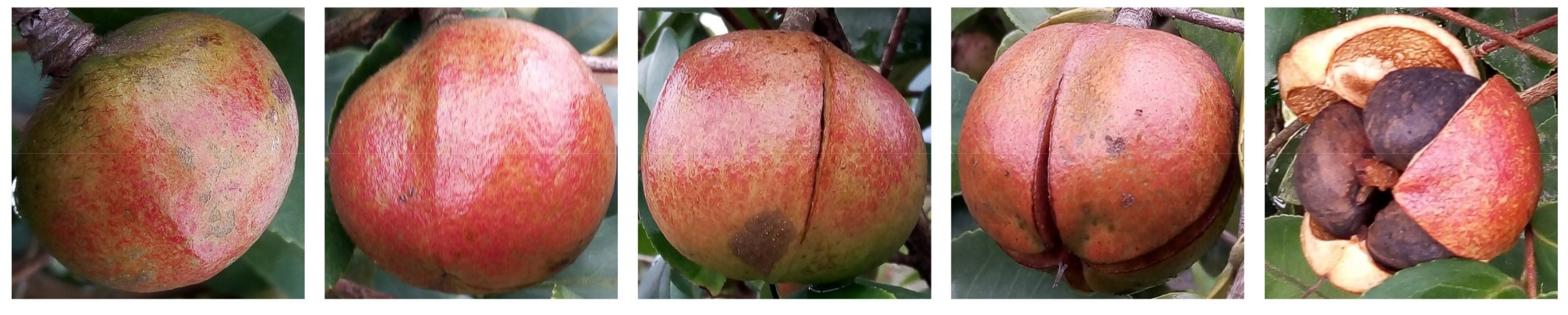 Foods 11 03800 g001 Foods 11 03800 g001