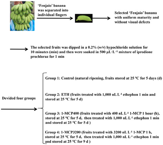 Foods | Free Full-Text | Ethylene Response Factor MaERF012 