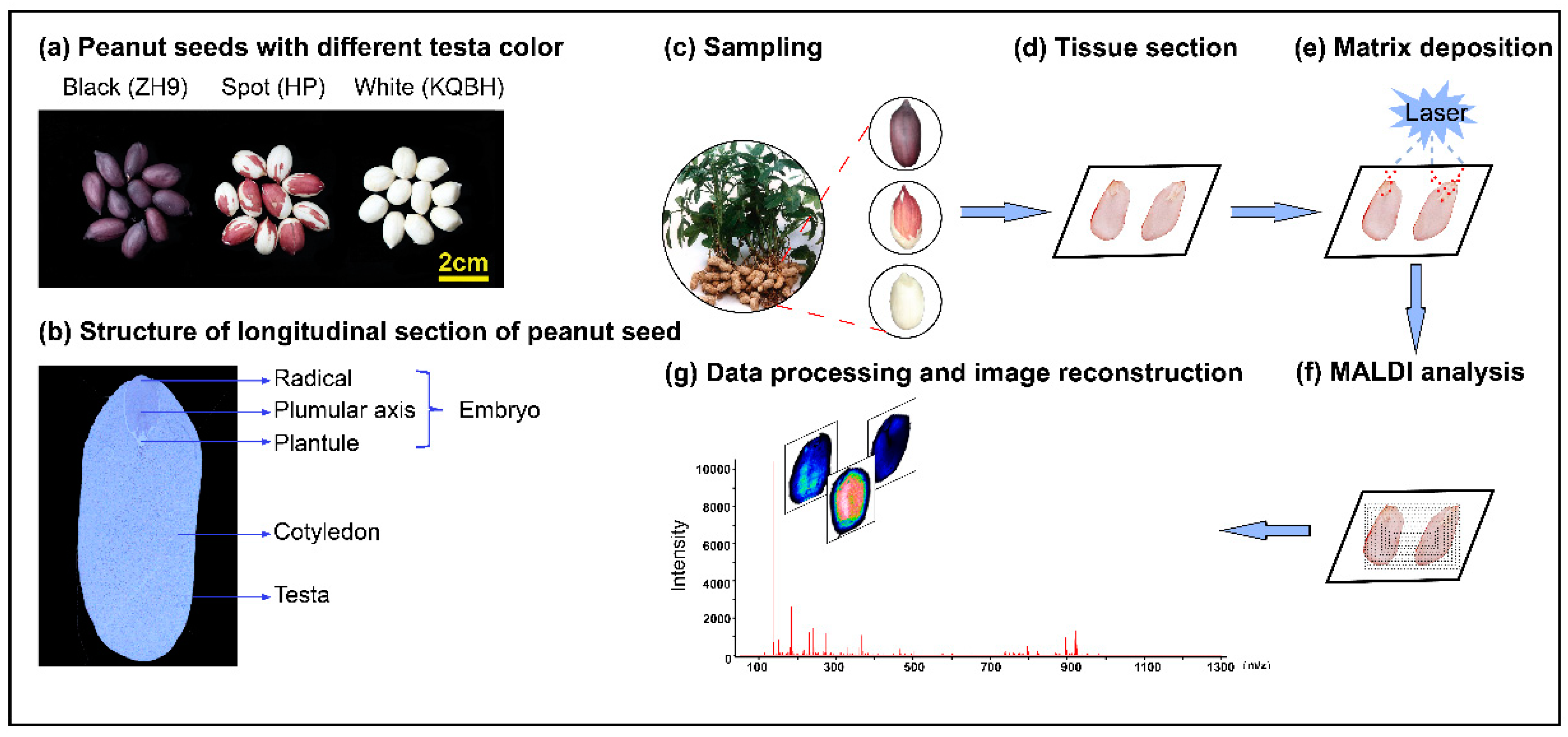 Foods | Free Full-Text | Visualizing the Distribution of Lipids in Peanut  Seeds by MALDI Mass Spectrometric Imaging