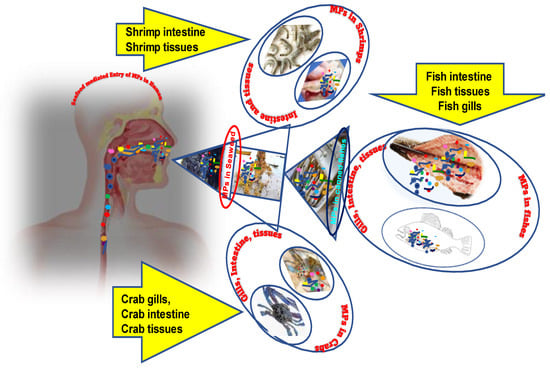 Foods | Free Full-Text | Overviewing the Ground Reality of Microplastic  Effects on Seafoods, Including Fish, Shrimps and Crabs: Future Research  Directions