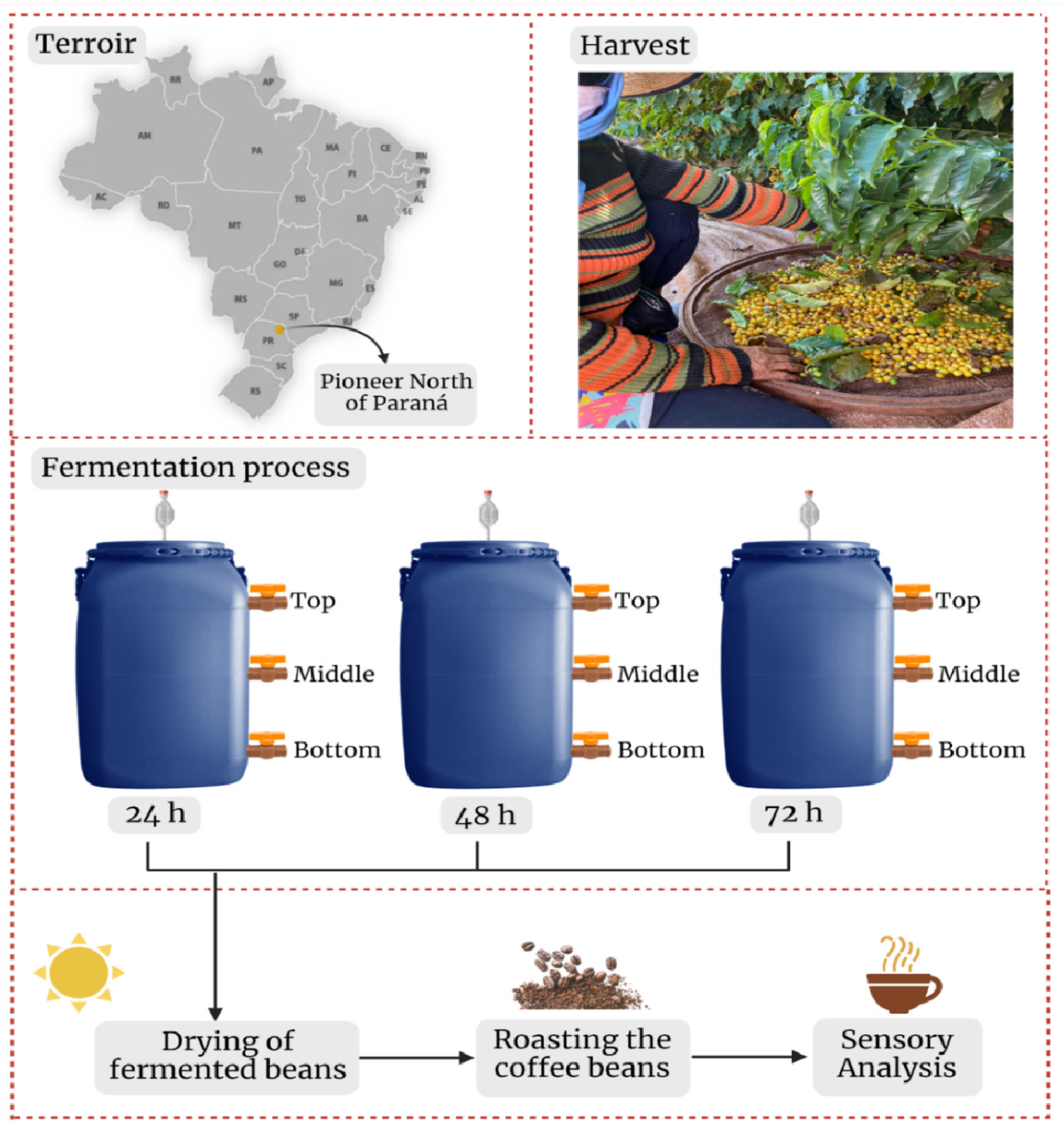 Foods | Free Full-Text | Understanding the Effects of Self-Induced Anaerobic  Fermentation on Coffee Beans Quality: Microbiological, Metabolic, and  Sensory Studies