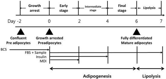 Effects of Chrysoeriol on Adipogenesis and Lipolysis in 3T3-L1 Adipocytes