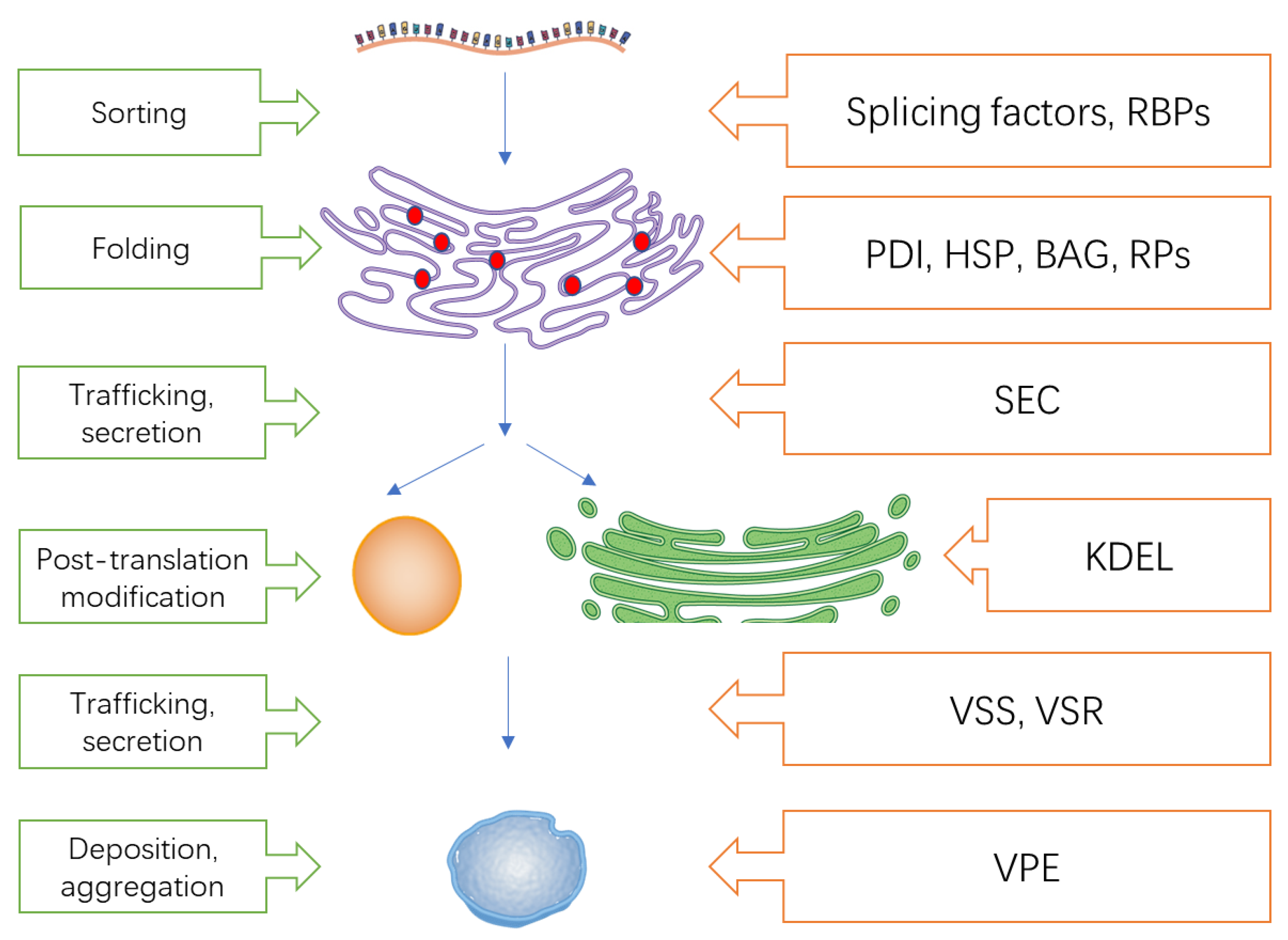 Foods 12 00361 g004 Foods 12 00361 g004