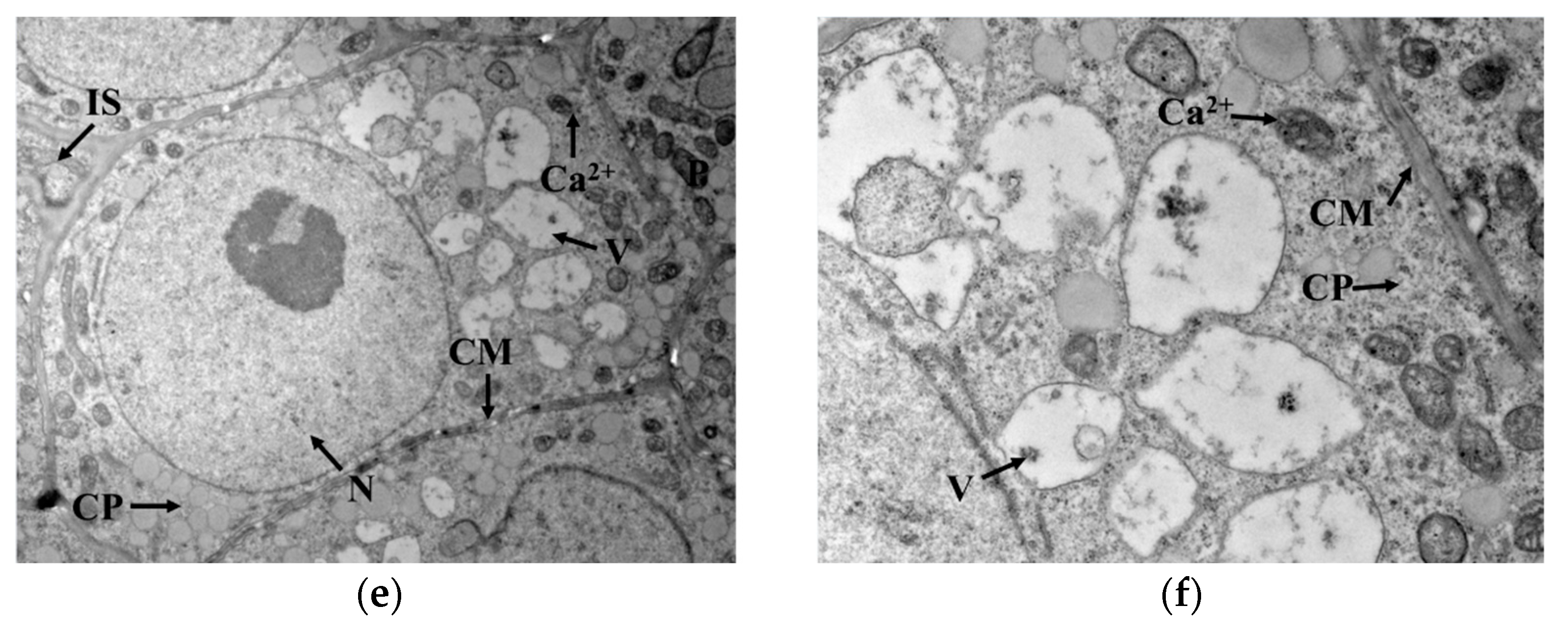 Foods 12 01290 g004b Foods 12 01290 g004b