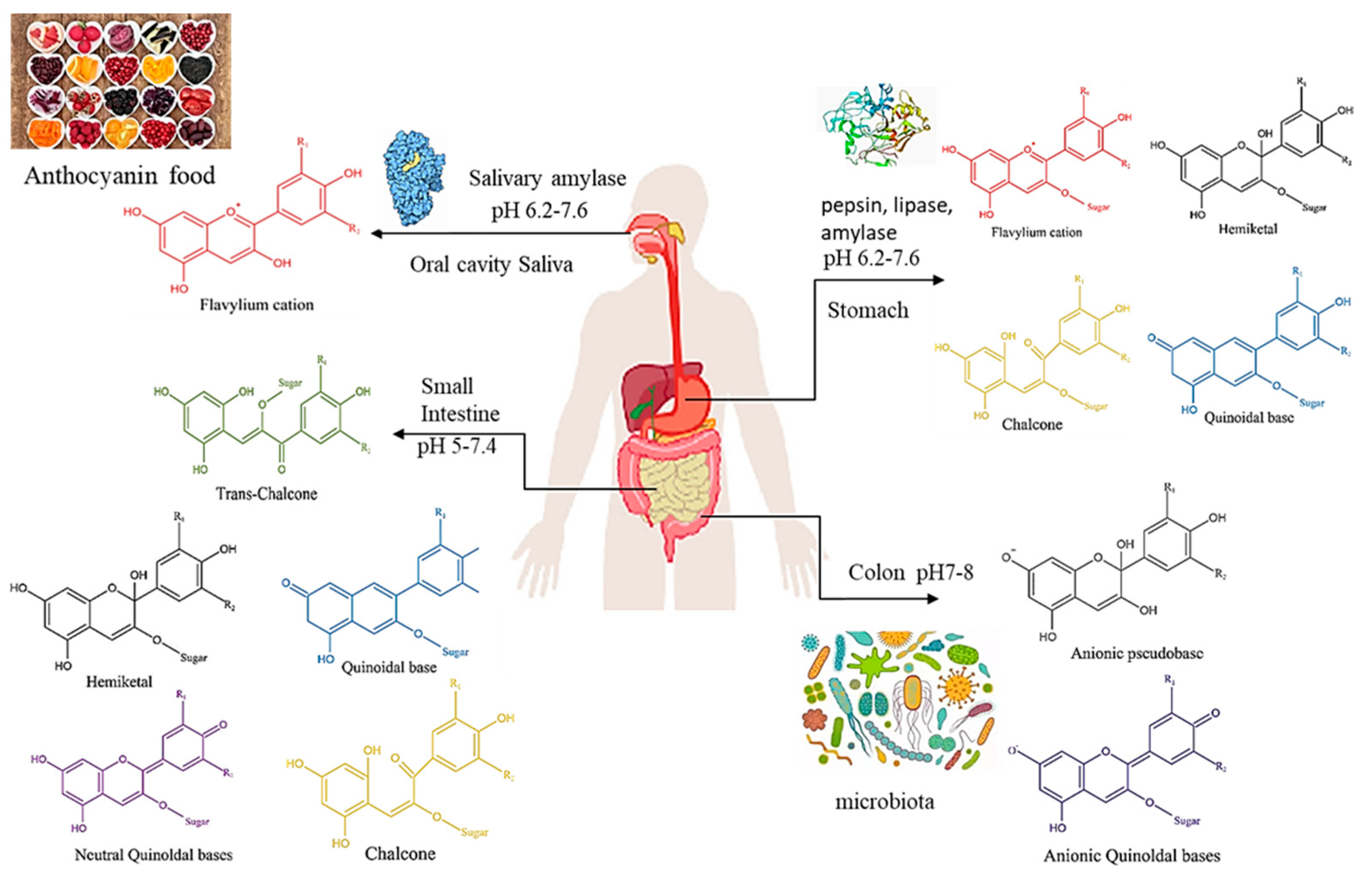 Foods 12 01368 g002 Foods 12 01368 g002