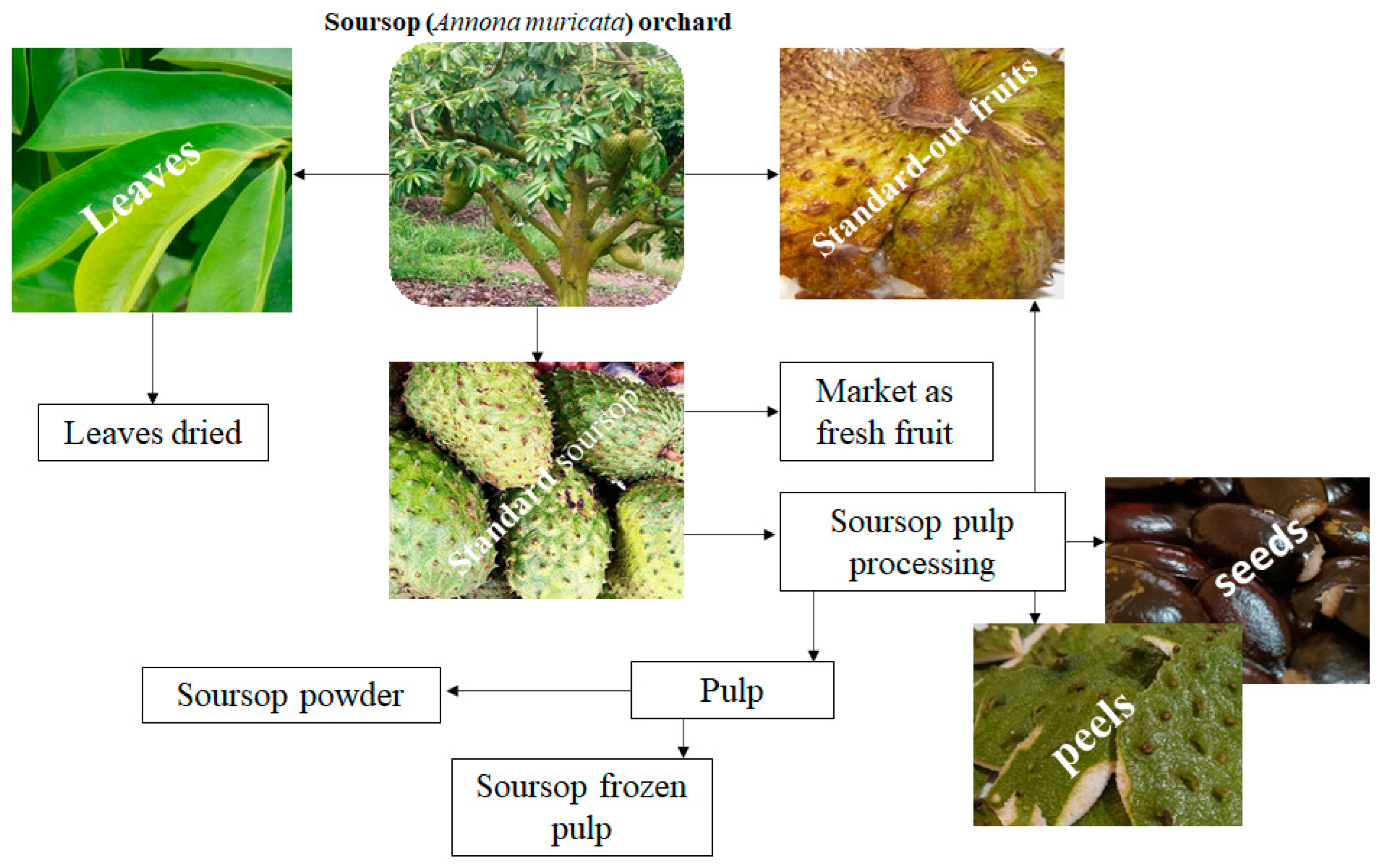 Dried Soursop Leaves, Perfect for Making Soothing Herbal Tea