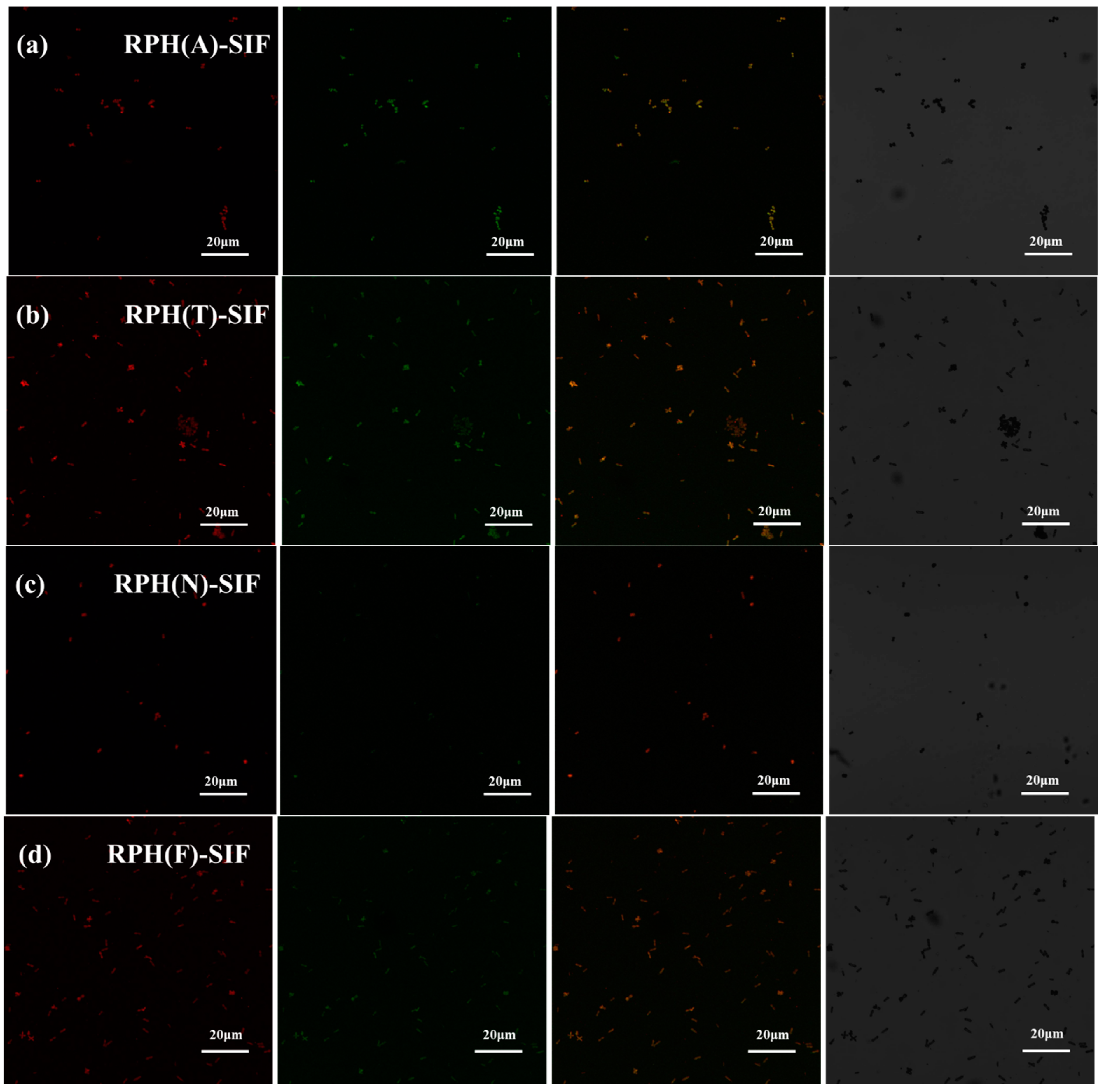 Foods 12 01523 g003 Foods 12 01523 g003