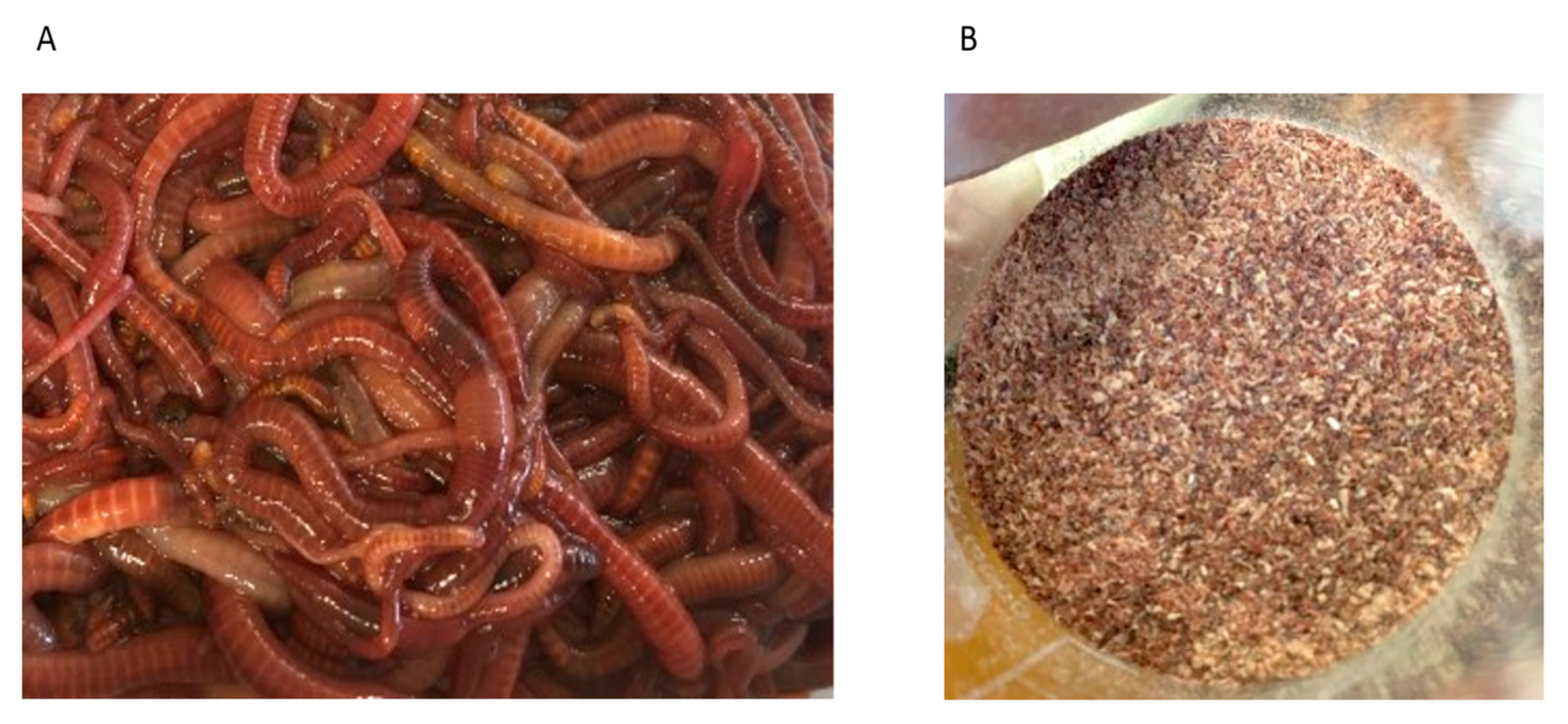 Foods | Free Full-Text | Earth Worming&mdash;An Evaluation of Earthworm  (Eisenia andrei) as an Alternative Food Source