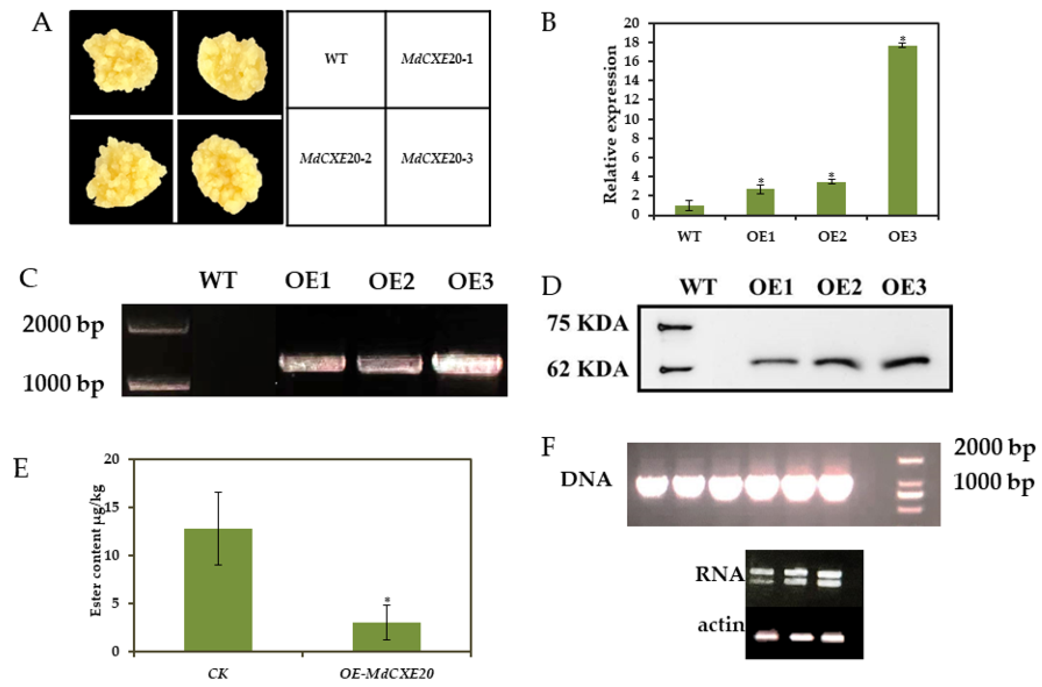 https://www.mdpi.com/foods/foods-12-01977/article_deploy/html/images/foods-12-01977-g007.png