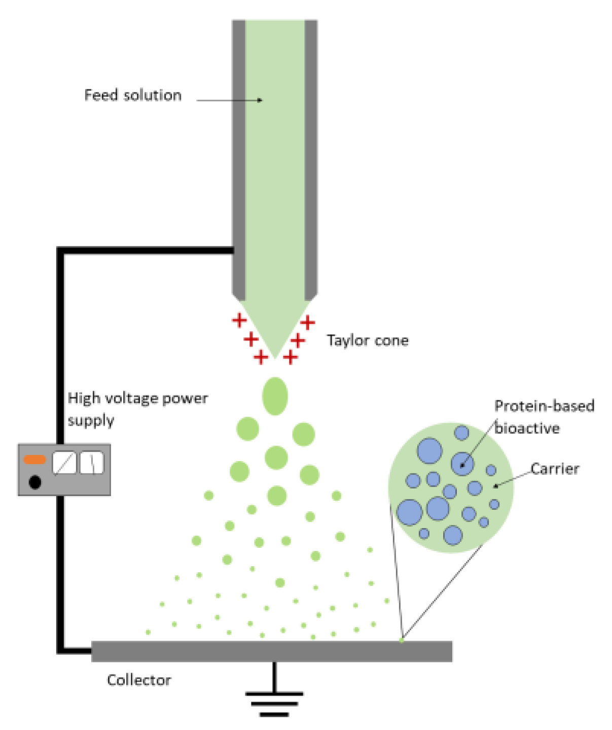 Foods | Free Full-Text | Encapsulation of Bioactive Peptides by Spray ...