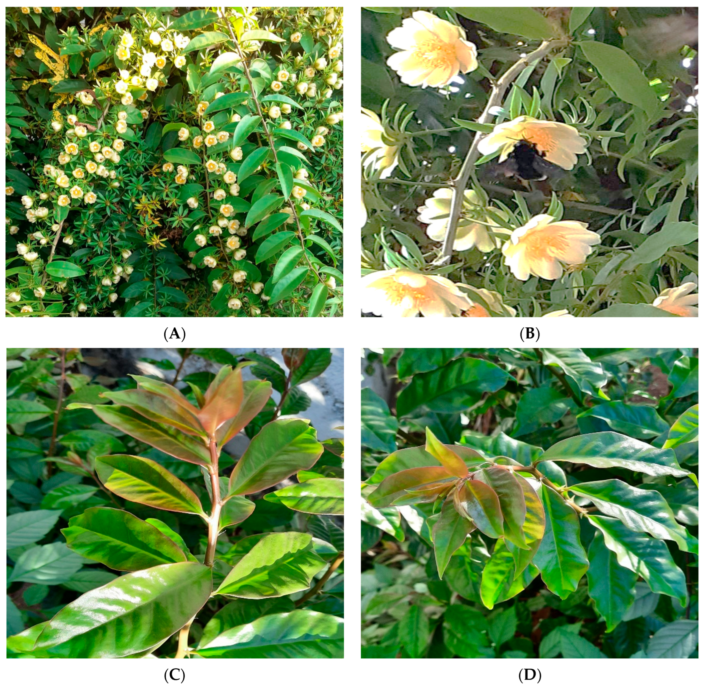 Foods | Free Full-Text | Pereskia aculeata Miller as a Novel Food